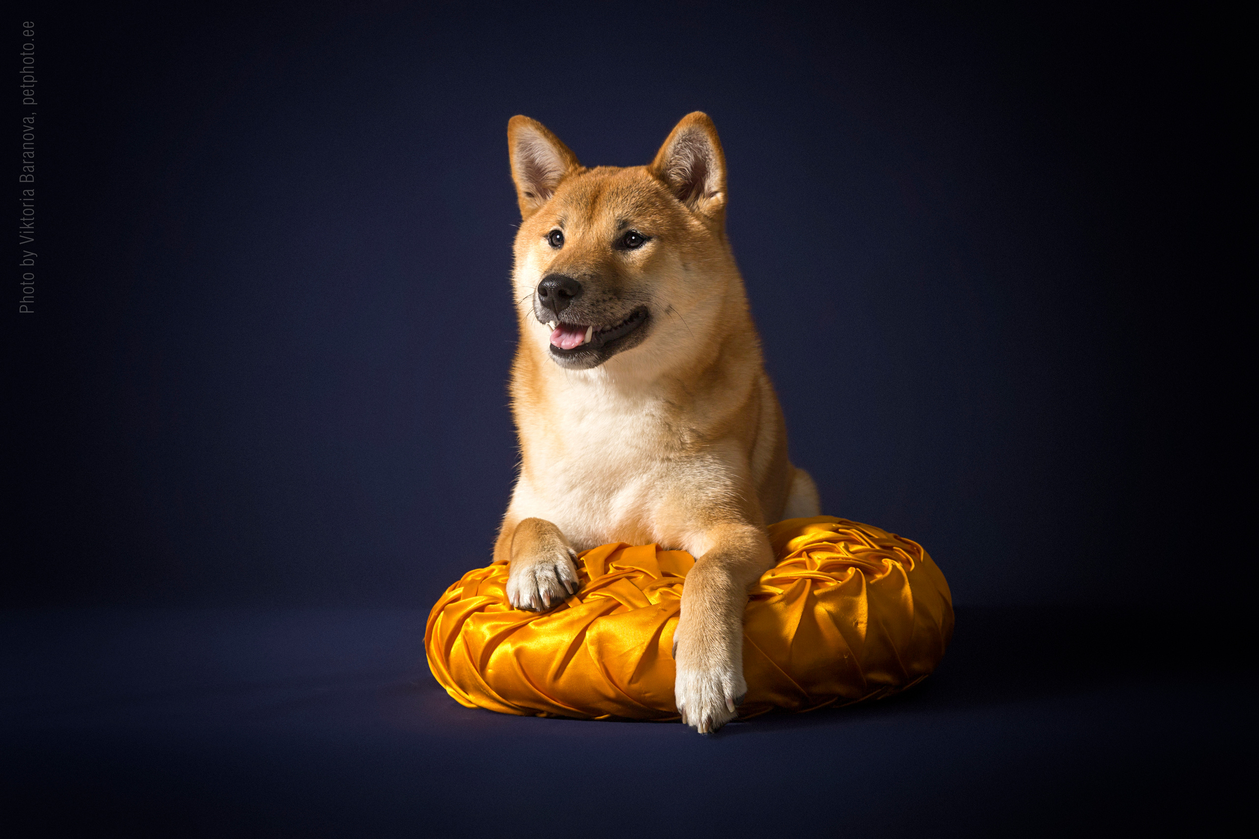 Harli. Фотограф в Таллине Виктория Баранова |фотосессии и обучение / Photographer Viktoria Baranova