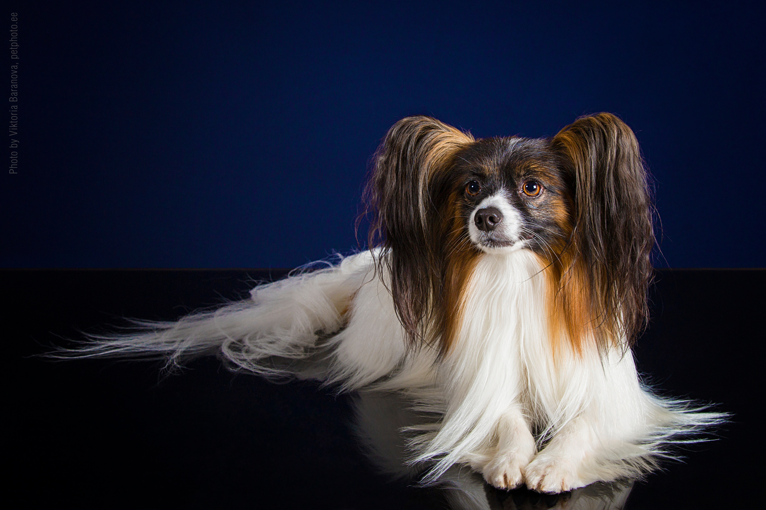 Domin. Фотограф в Таллине Виктория Баранова |фотосессии и обучение / Photographer Viktoria Baranova