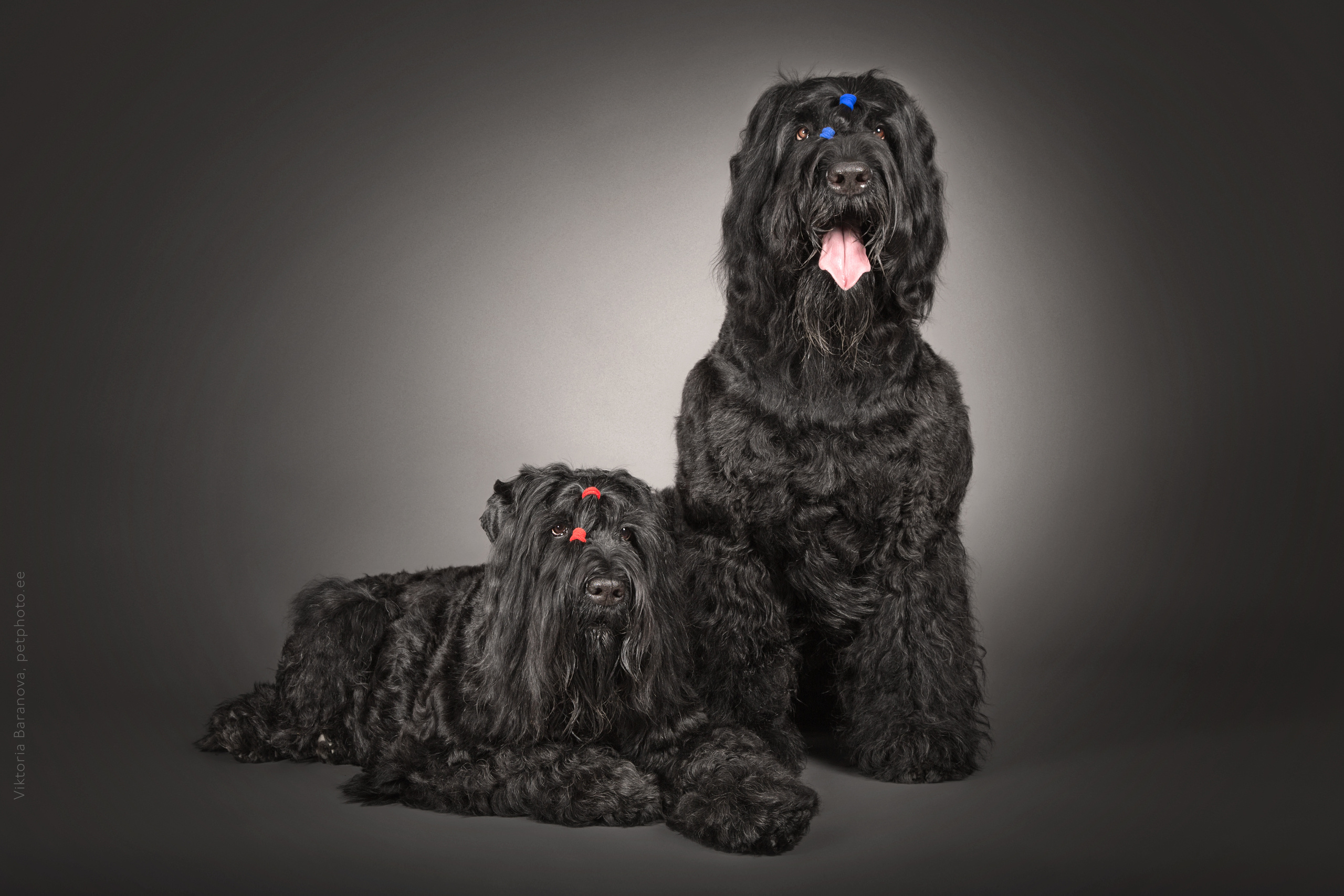 Russkie terrieri (5 фото). Фотограф в Таллине Виктория Баранова |фотосессии и обучение / Photographer Viktoria Baranova