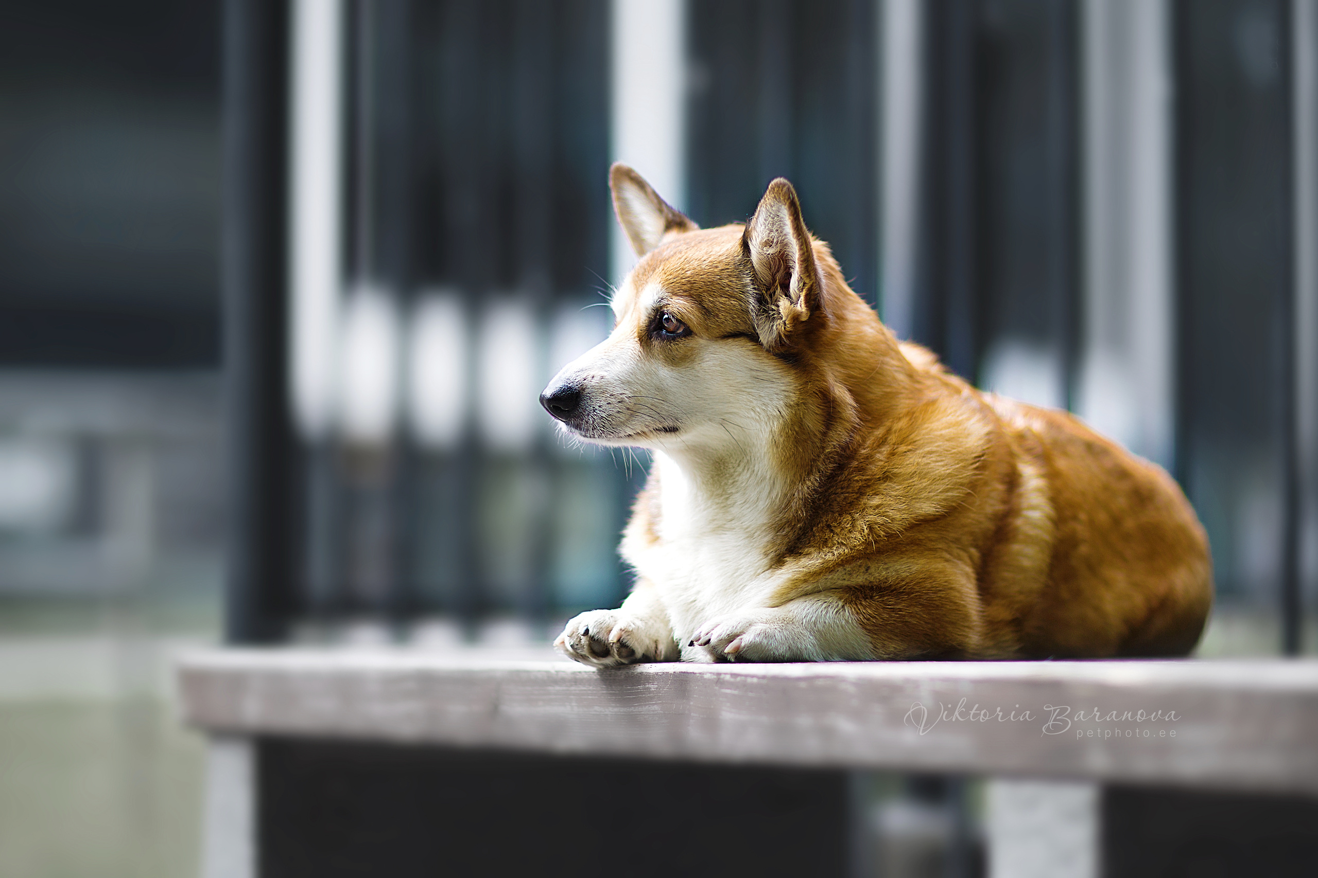 MK 4 (6 фото). Фотограф в Таллине Виктория Баранова |фотосессии и обучение / Photographer Viktoria Baranova