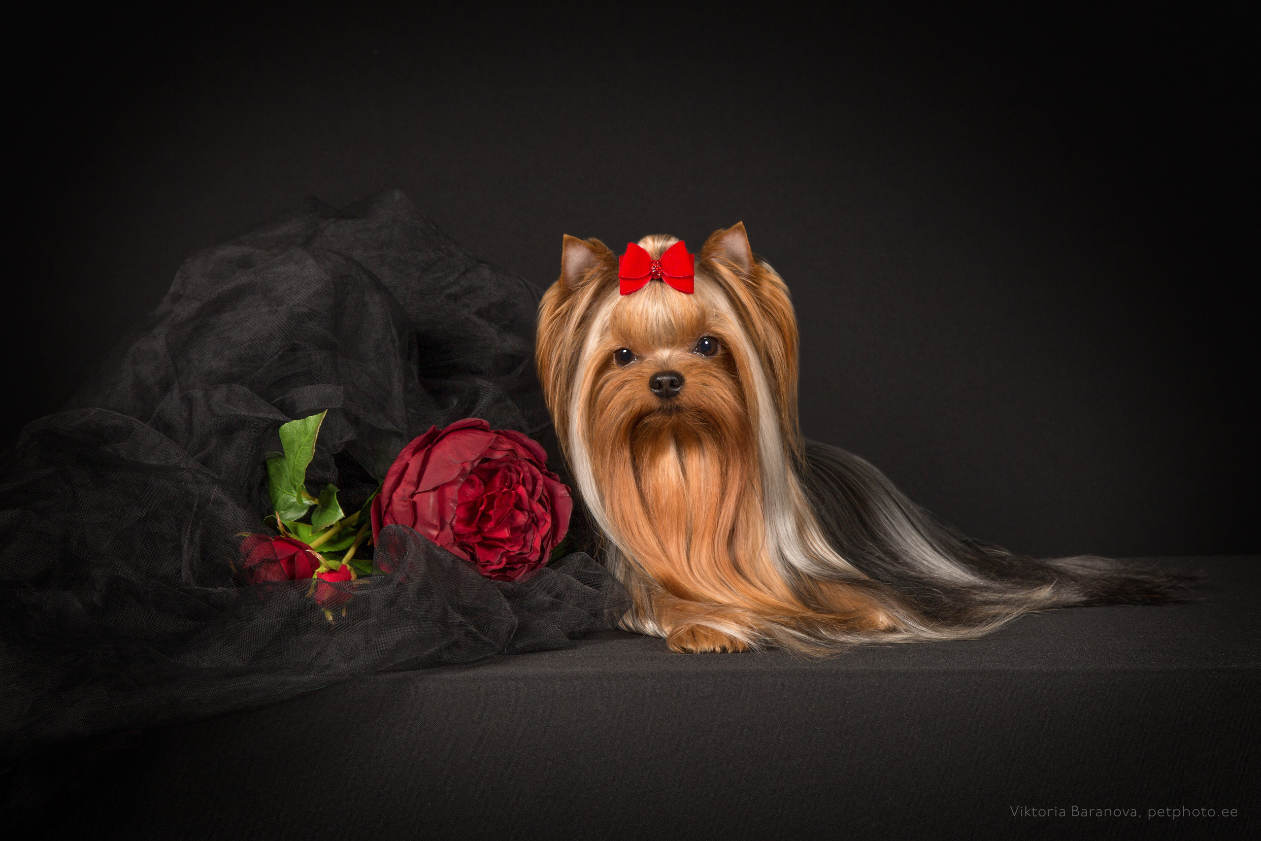 ChinChin (7 фото). Фотограф в Таллине Виктория Баранова |фотосессии и обучение / Photographer Viktoria Baranova