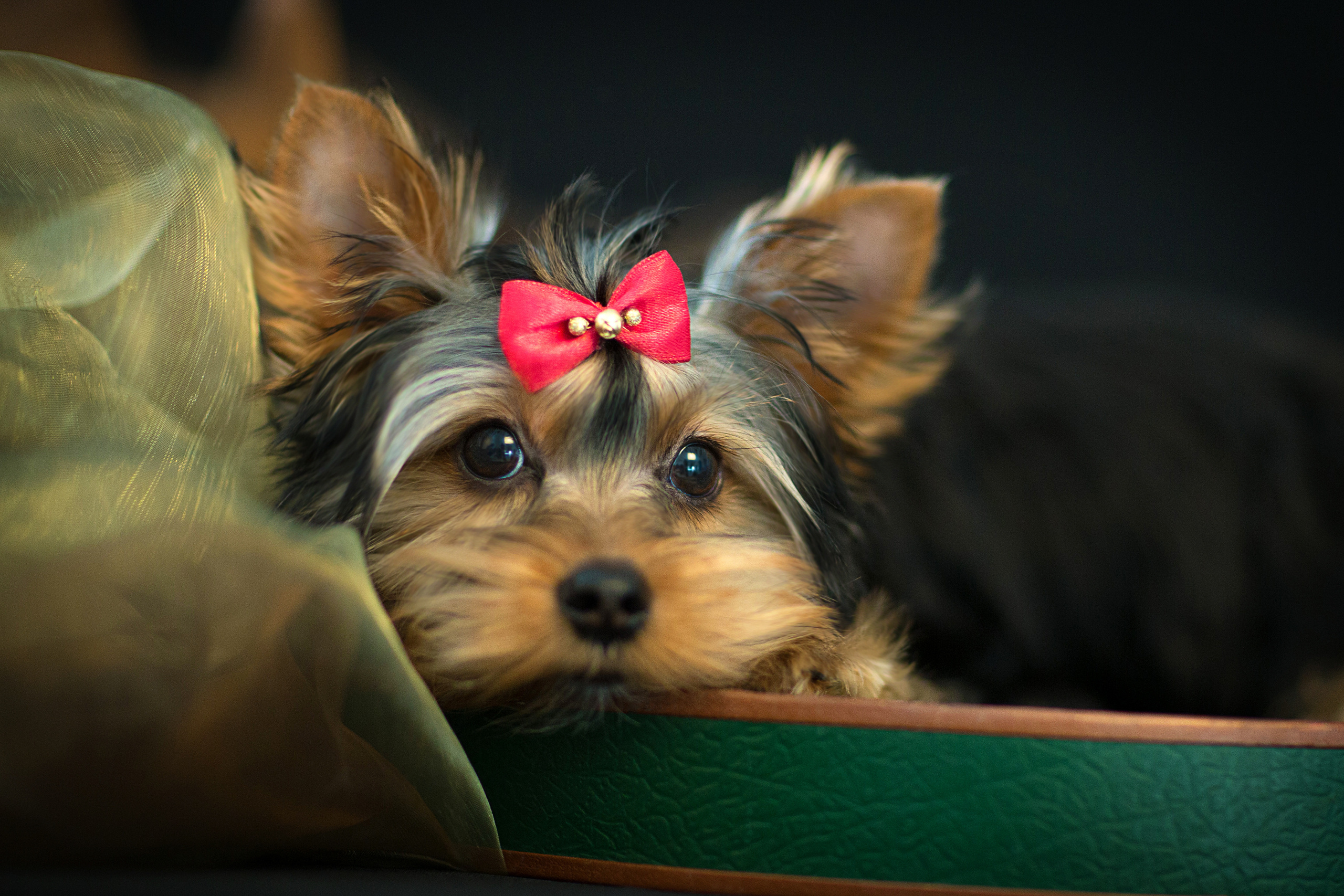 Yorkshire puppies (4 фото). Фотограф в Таллине Виктория Баранова |фотосессии и обучение / Photographer Viktoria Baranova