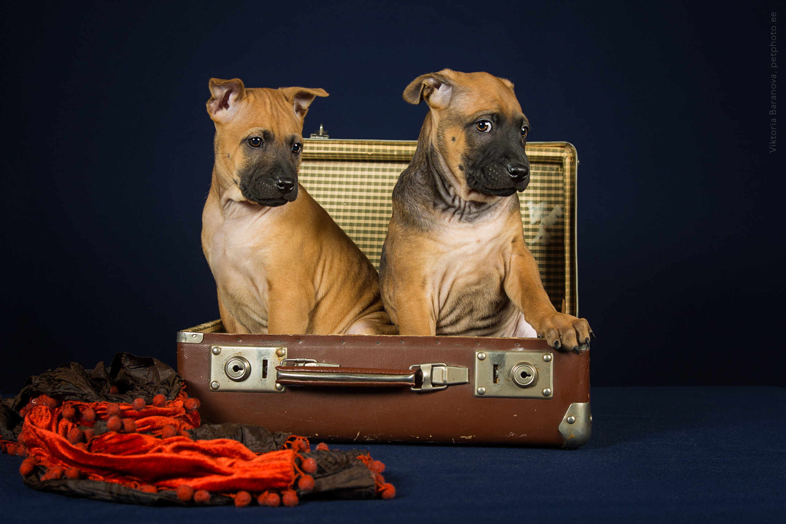 Alla Bush (7 фото). Фотограф в Таллине Виктория Баранова |фотосессии и обучение / Photographer Viktoria Baranova