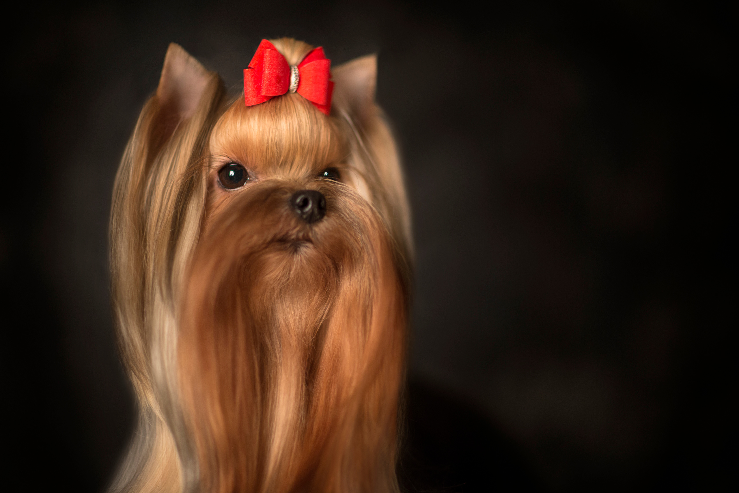 Olya York (7 фото). Фотограф в Таллине Виктория Баранова |фотосессии и обучение / Photographer Viktoria Baranova