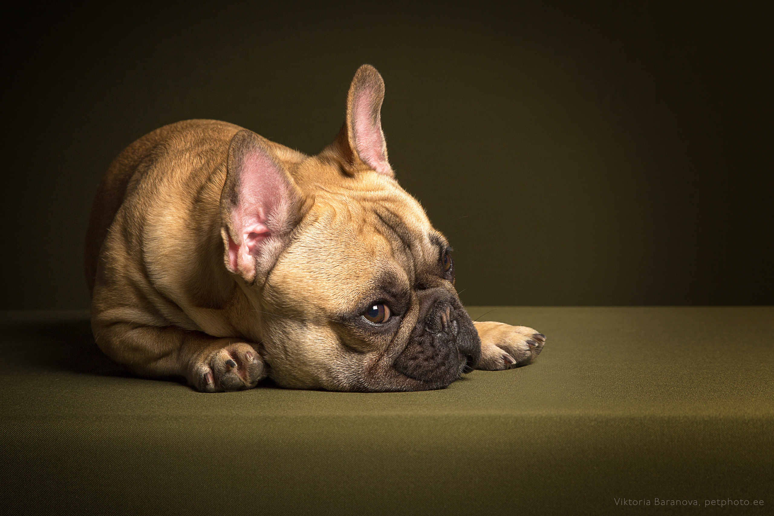 Bruno (5 фото). Фотограф в Таллине Виктория Баранова |фотосессии и обучение / Photographer Viktoria Baranova