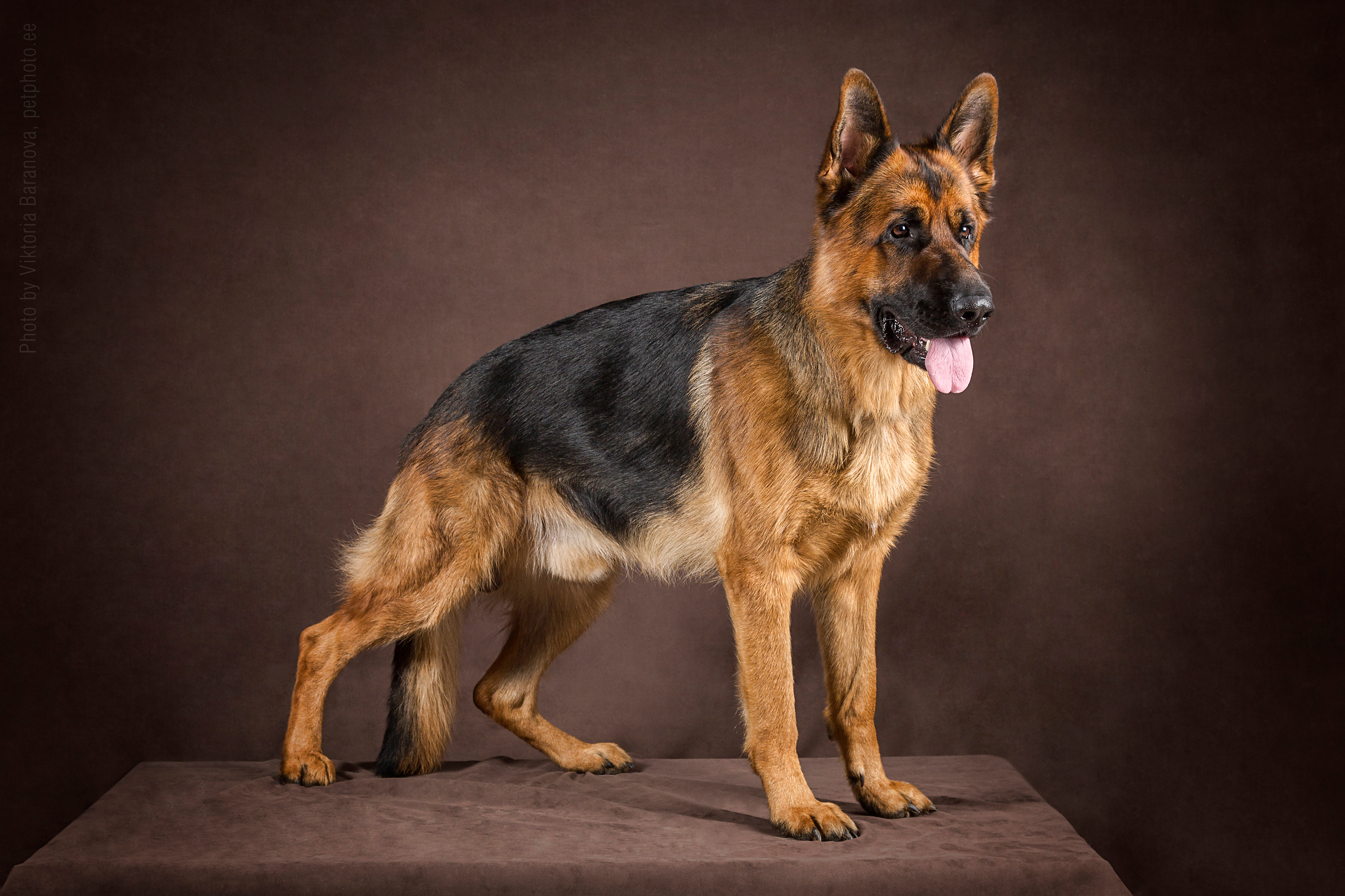 Shepherd dog. Фотограф в Таллине Виктория Баранова |фотосессии и обучение / Photographer Viktoria Baranova