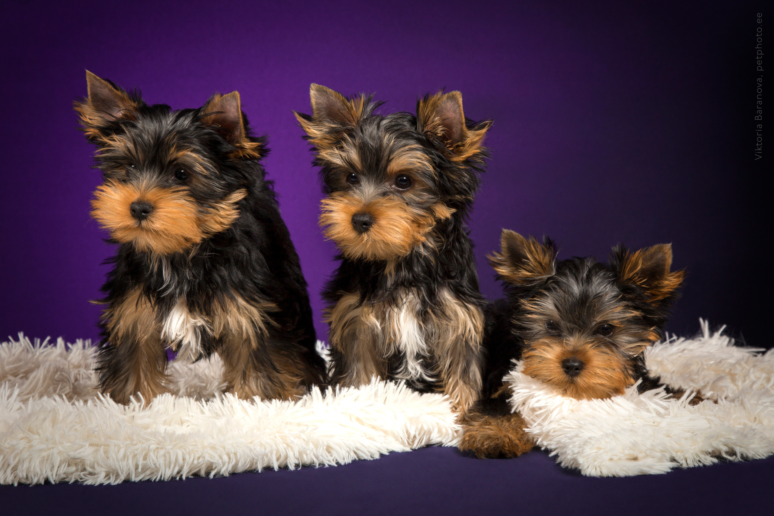 Puppies (10 фото). Фотограф в Таллине Виктория Баранова |фотосессии и обучение / Photographer Viktoria Baranova