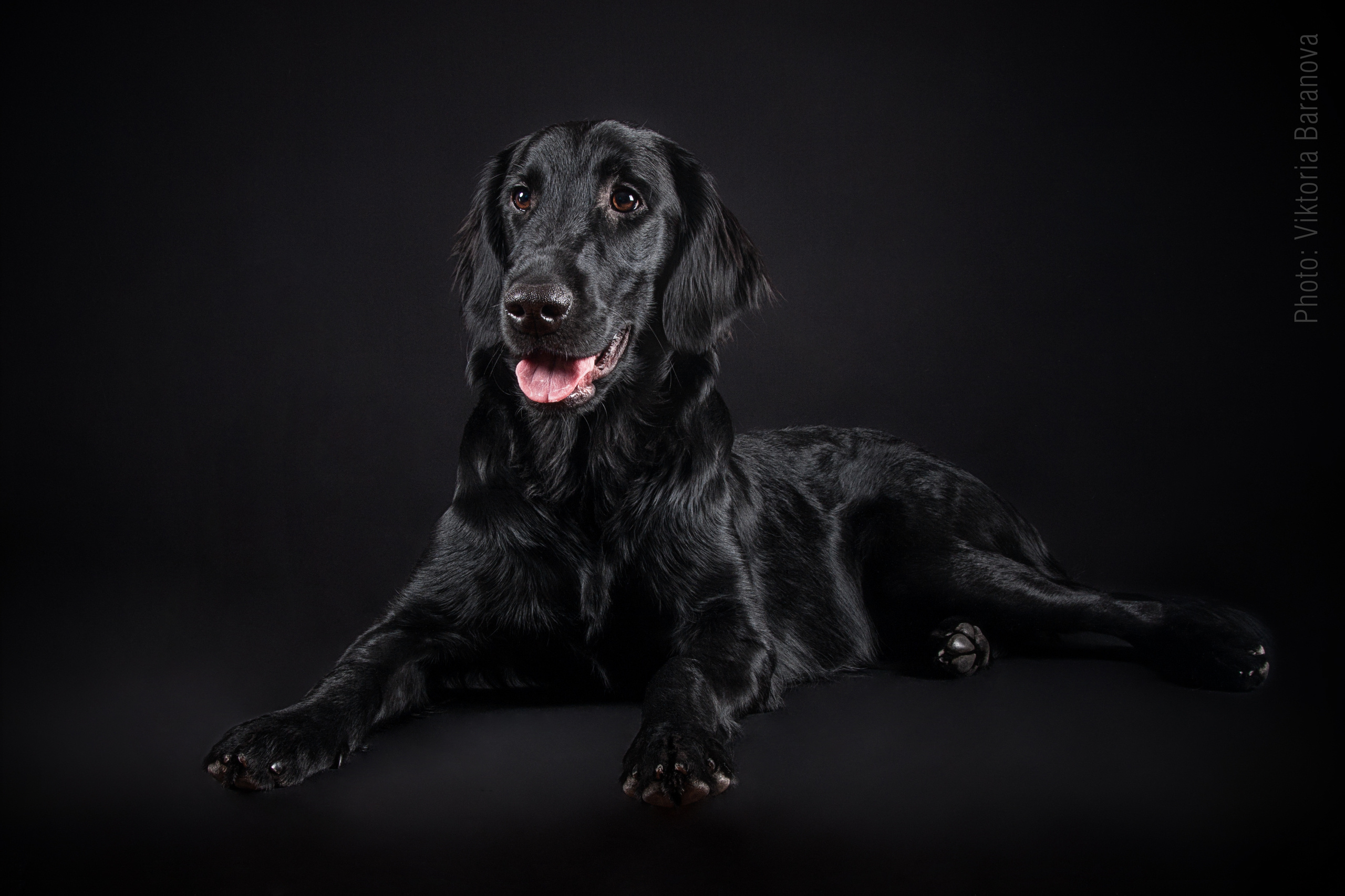 Tory. Фотограф в Таллине Виктория Баранова |фотосессии и обучение / Photographer Viktoria Baranova