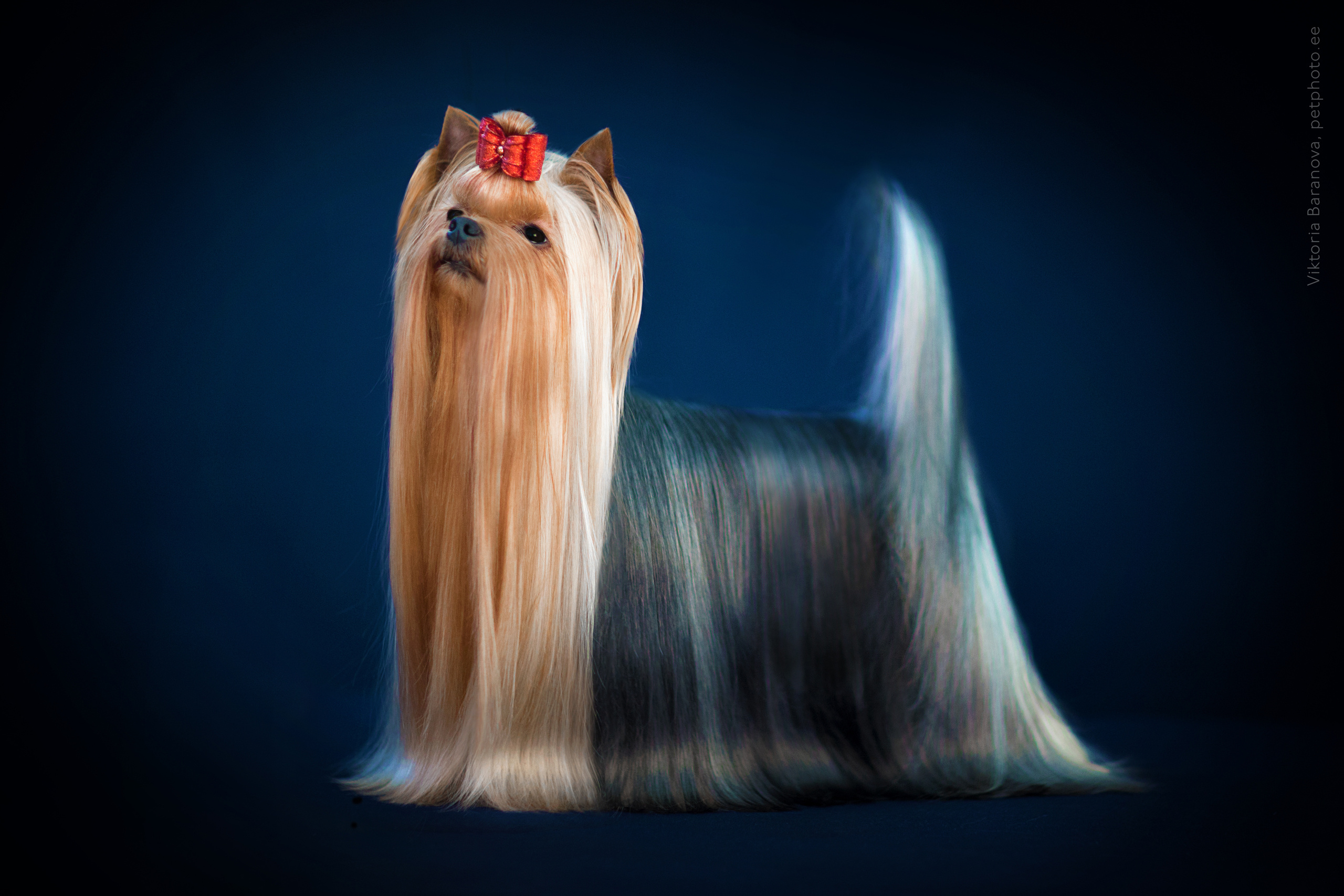 Olja Begena. Фотограф в Таллине Виктория Баранова |фотосессии и обучение / Photographer Viktoria Baranova