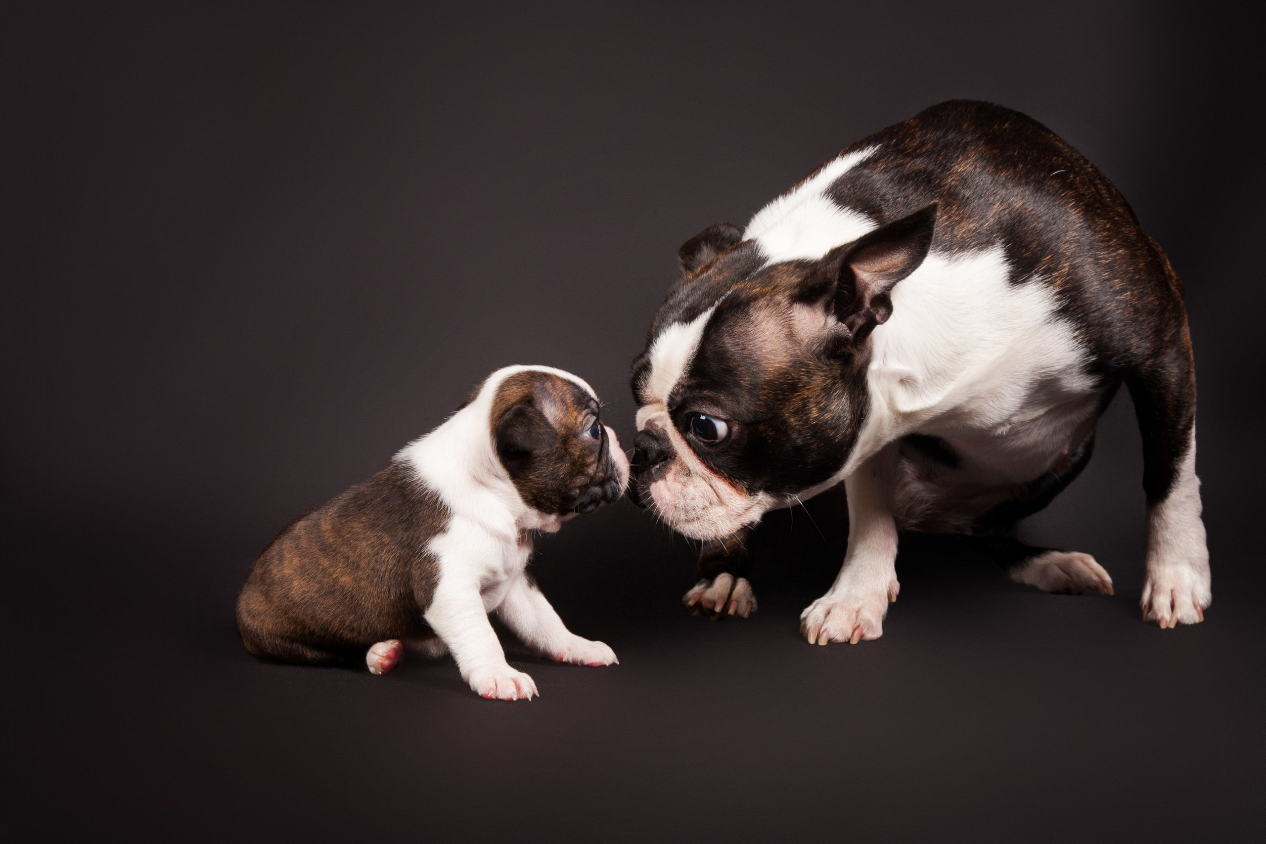 Boston. Фотограф в Таллине Виктория Баранова |фотосессии и обучение / Photographer Viktoria Baranova