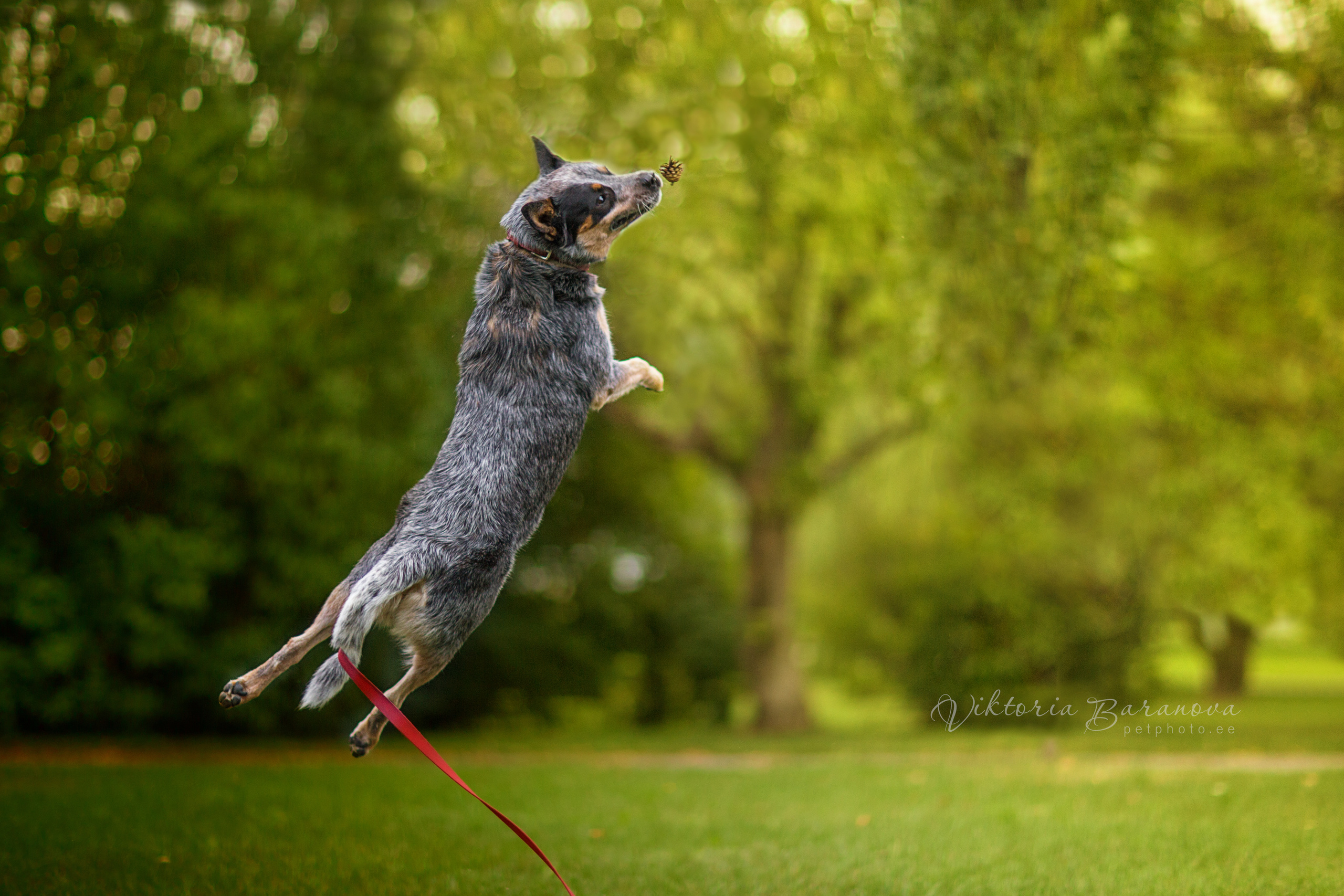 MK 2 (5 фото). Фотограф в Таллине Виктория Баранова |фотосессии и обучение / Photographer Viktoria Baranova