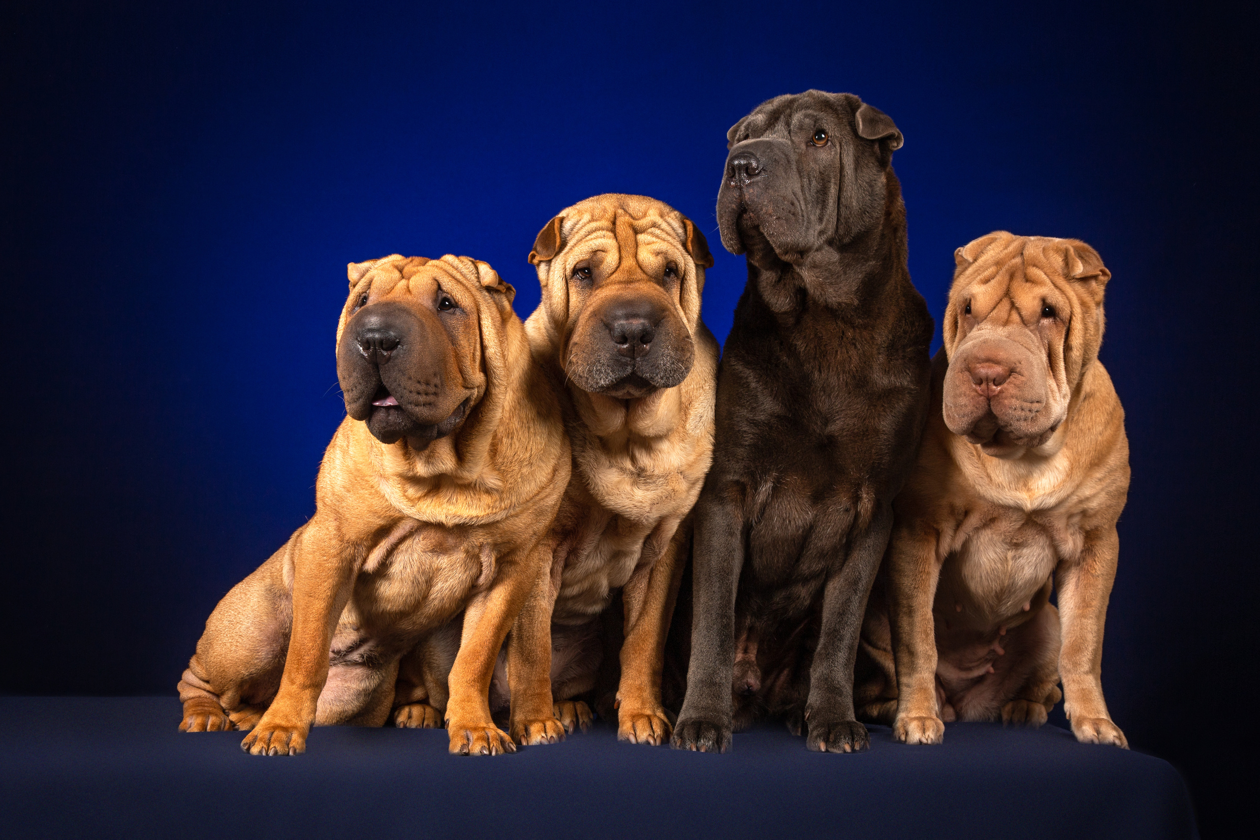 Sharpey (9 фото). Фотограф в Таллине Виктория Баранова |фотосессии и обучение / Photographer Viktoria Baranova