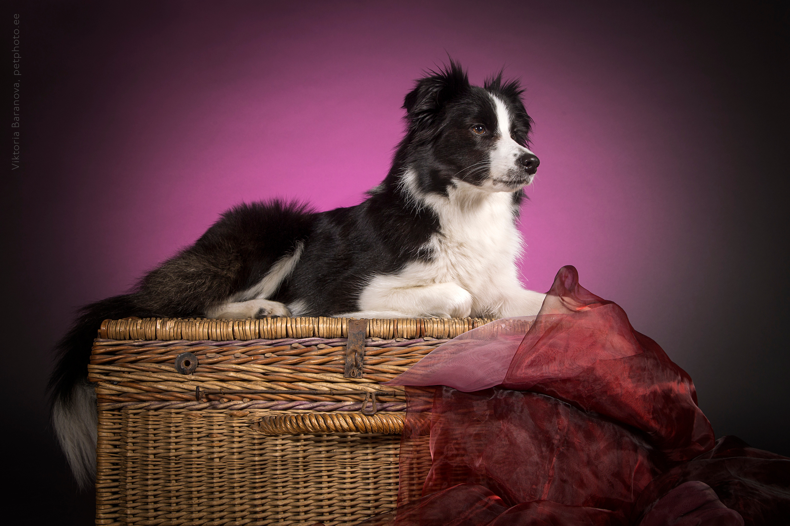 Jan (7 фото). Фотограф в Таллине Виктория Баранова |фотосессии и обучение / Photographer Viktoria Baranova