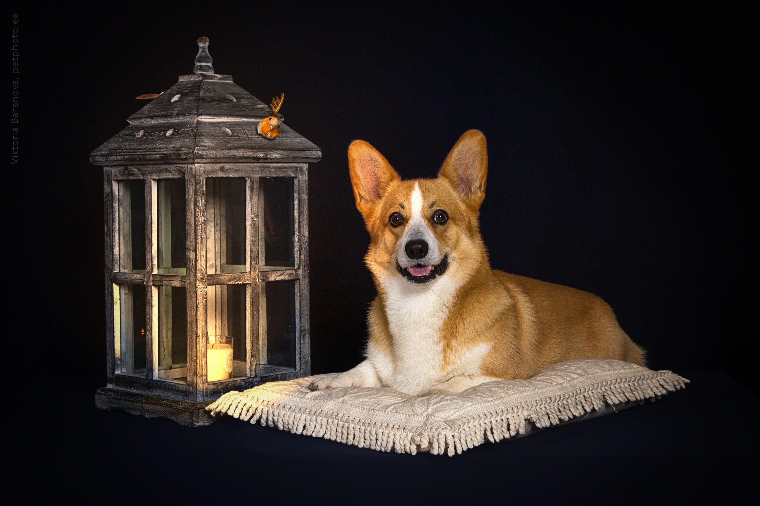 Marik (5 фото). Фотограф в Таллине Виктория Баранова |фотосессии и обучение / Photographer Viktoria Baranova