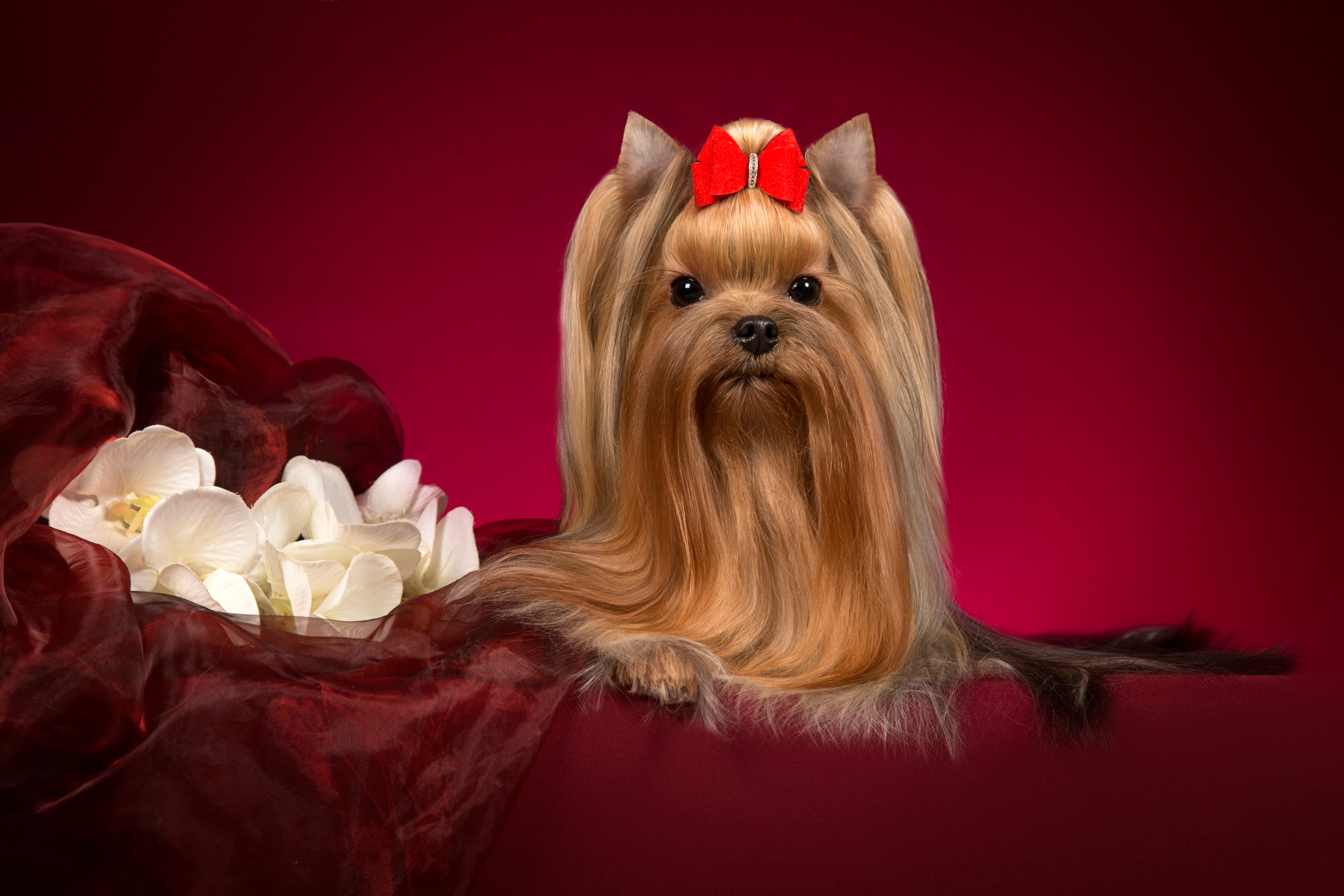 Olya York (7 фото). Фотограф в Таллине Виктория Баранова |фотосессии и обучение / Photographer Viktoria Baranova