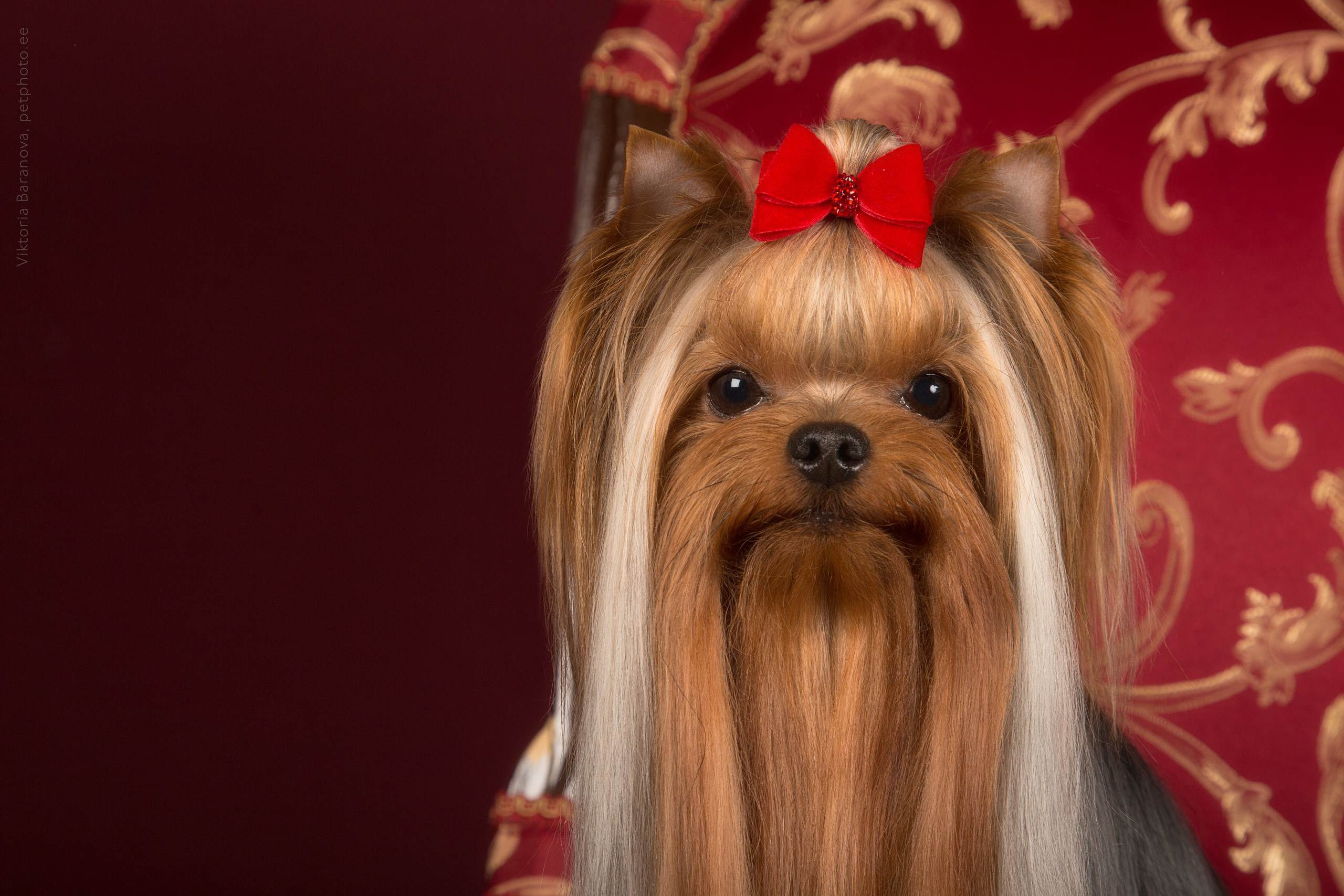 Chin-chin (9 фото). Фотограф в Таллине Виктория Баранова |фотосессии и обучение / Photographer Viktoria Baranova