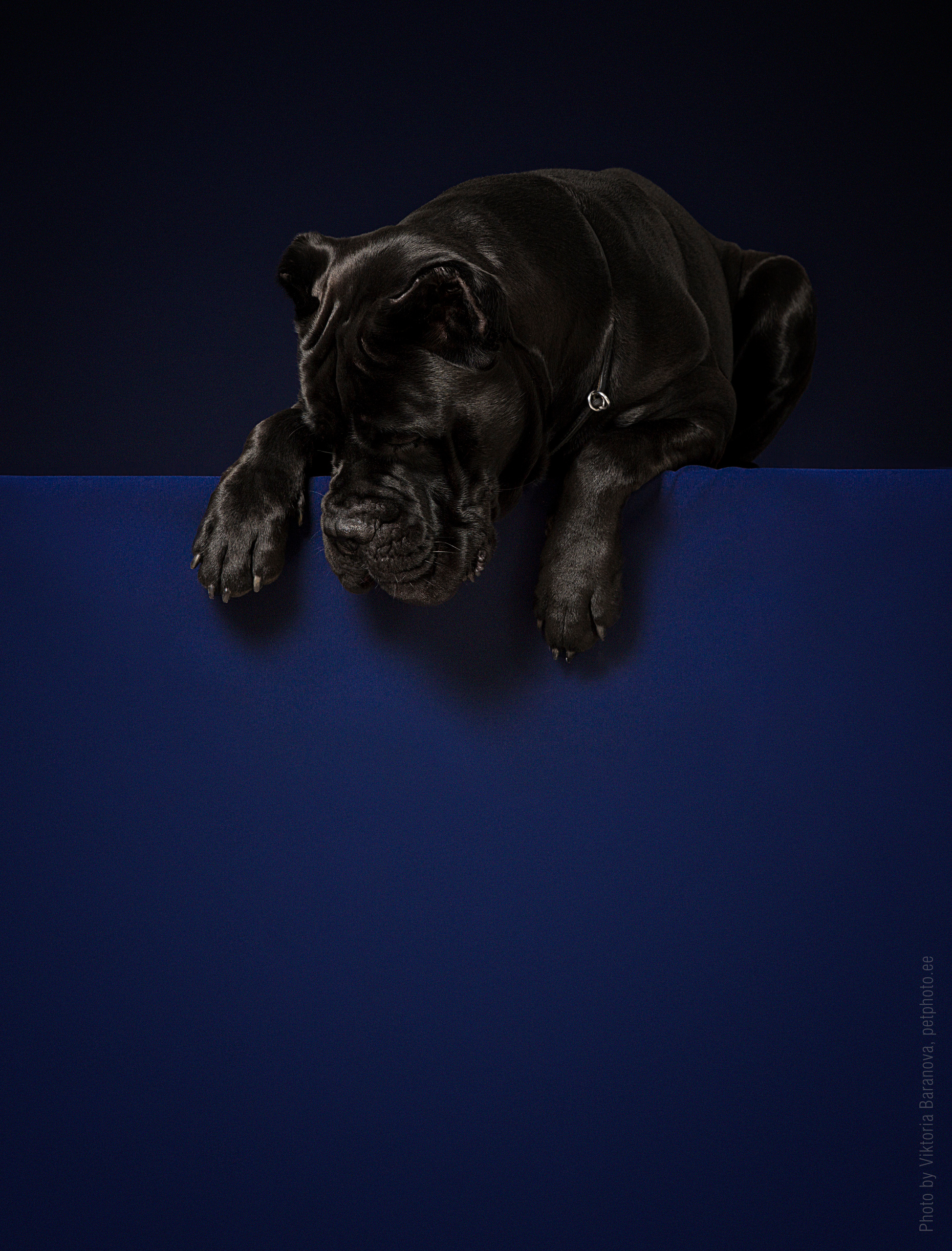 Cane corso. Фотограф в Таллине Виктория Баранова |фотосессии и обучение / Photographer Viktoria Baranova