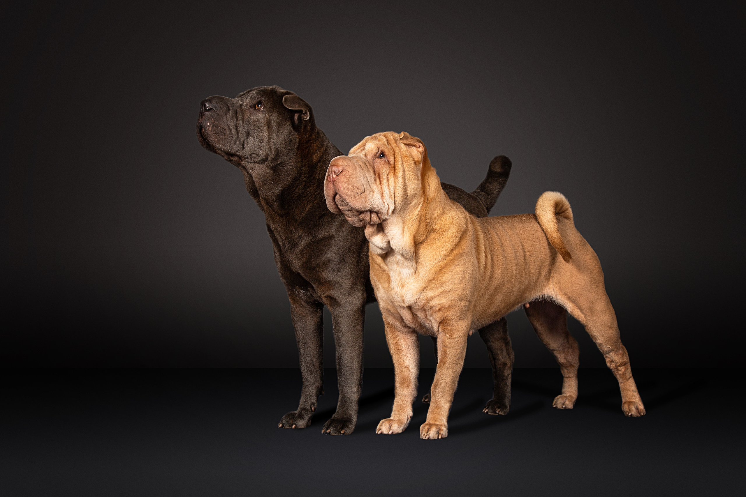 Sharpey (9 фото). Фотограф в Таллине Виктория Баранова |фотосессии и обучение / Photographer Viktoria Baranova