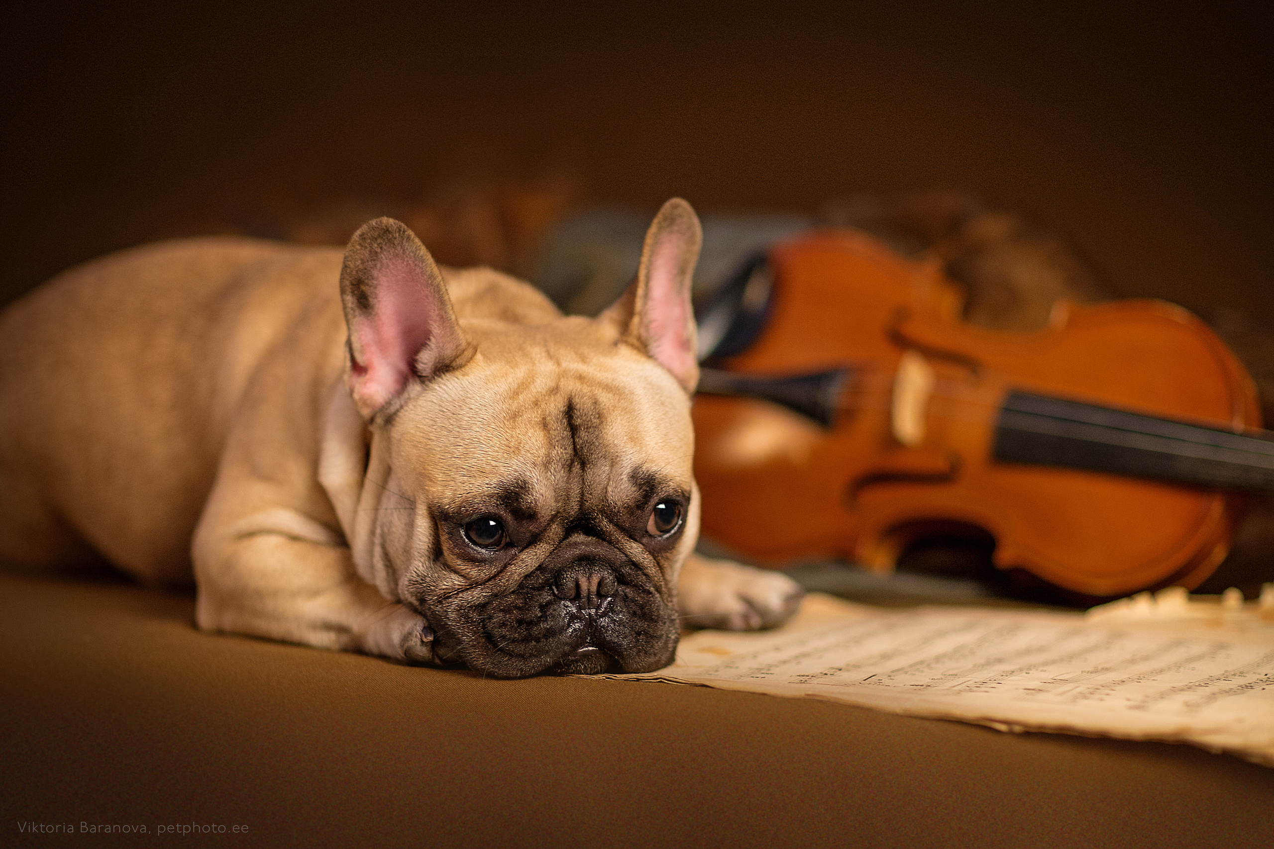 Bruno (5 фото). Фотограф в Таллине Виктория Баранова |фотосессии и обучение / Photographer Viktoria Baranova