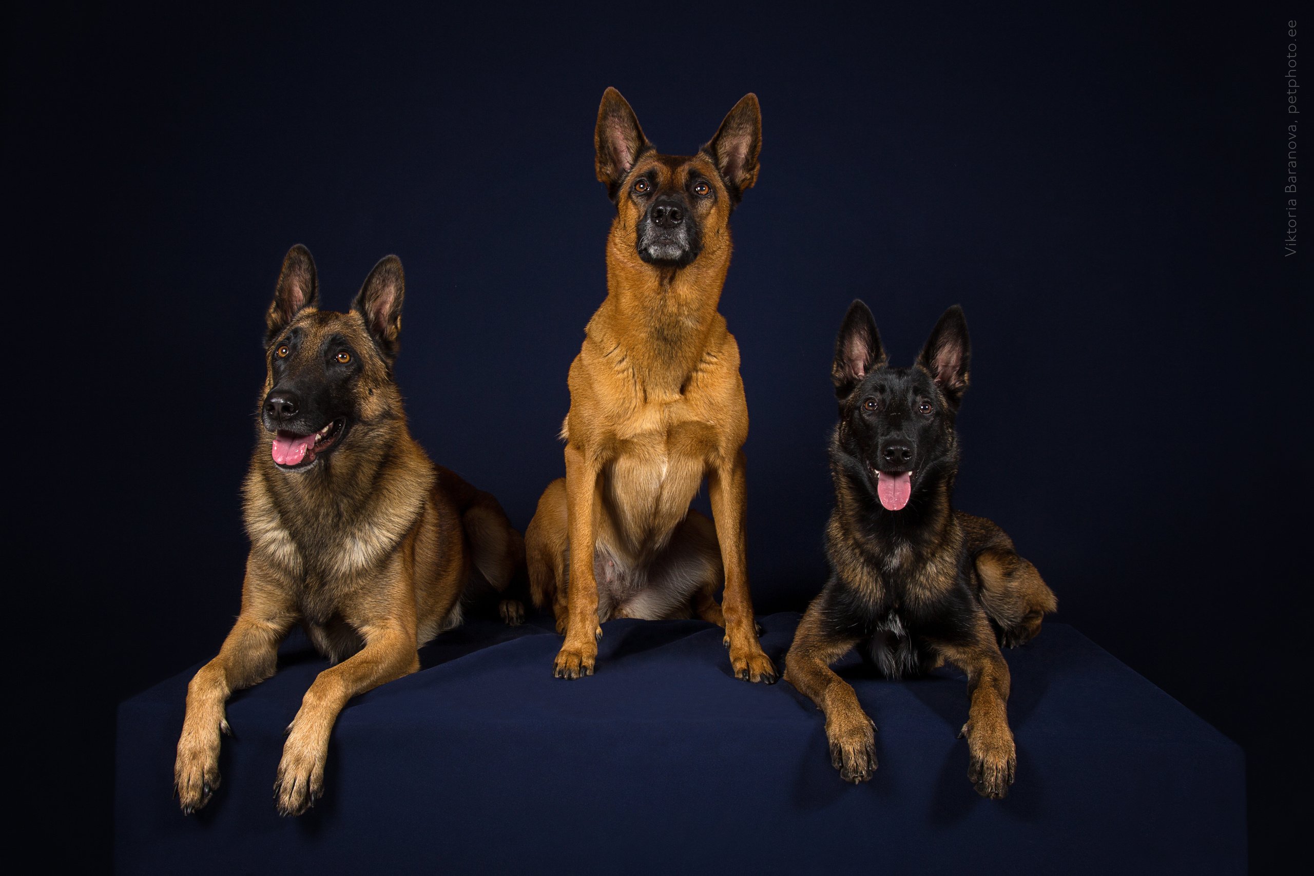Malinois (9 фото). Фотограф в Таллине Виктория Баранова |фотосессии и обучение / Photographer Viktoria Baranova
