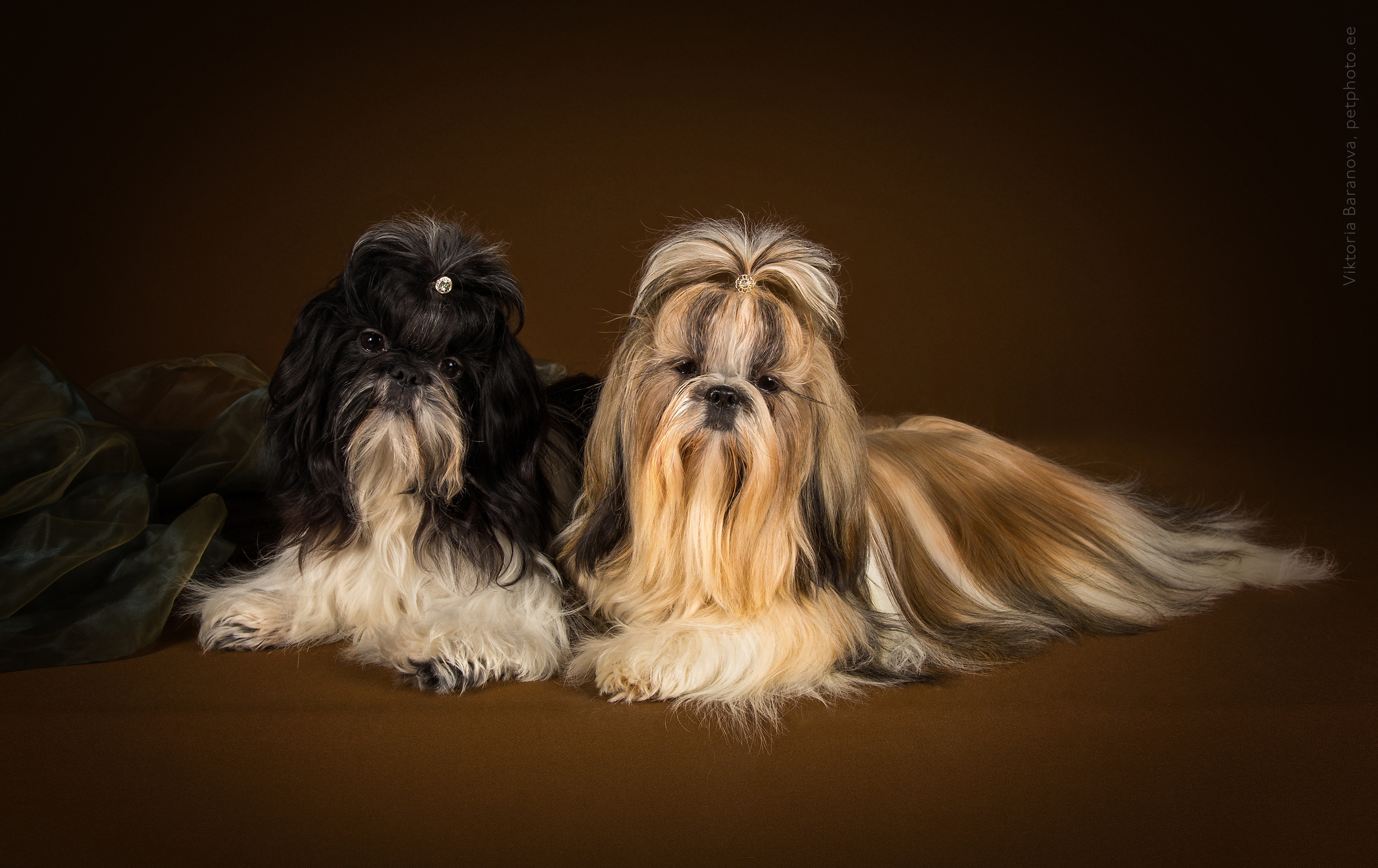 Liza Ostapchuk (11 фото). Фотограф в Таллине Виктория Баранова |фотосессии и обучение / Photographer Viktoria Baranova