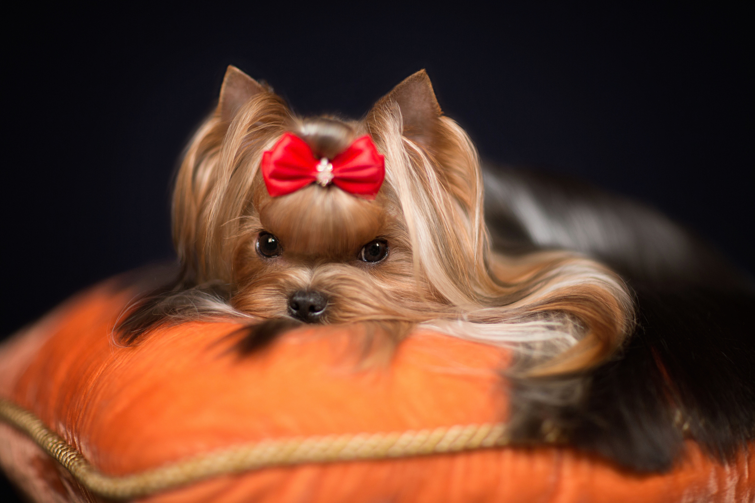 Anya Zinova (3 фото). Фотограф в Таллине Виктория Баранова |фотосессии и обучение / Photographer Viktoria Baranova