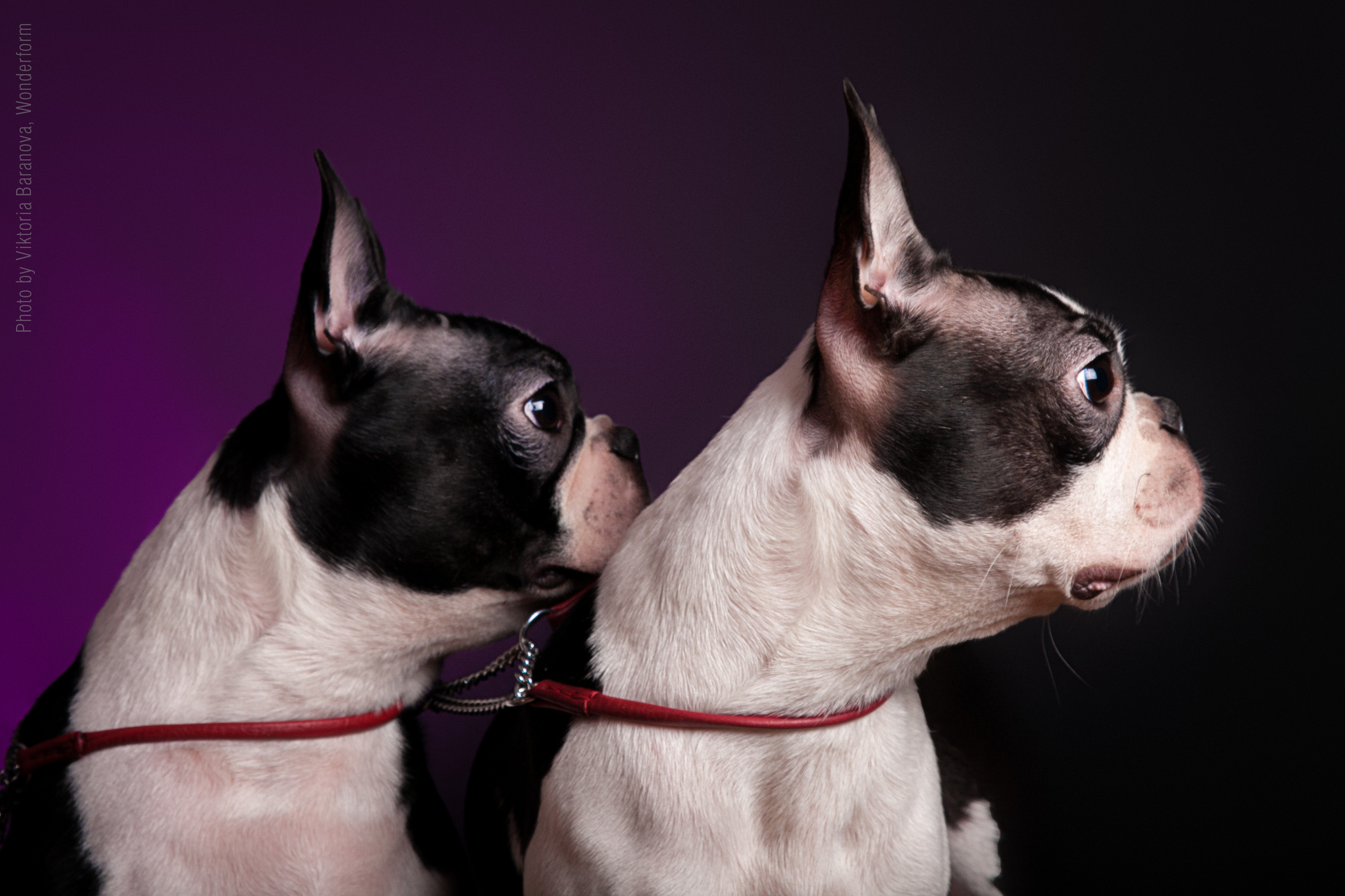 Boston. Фотограф в Таллине Виктория Баранова |фотосессии и обучение / Photographer Viktoria Baranova