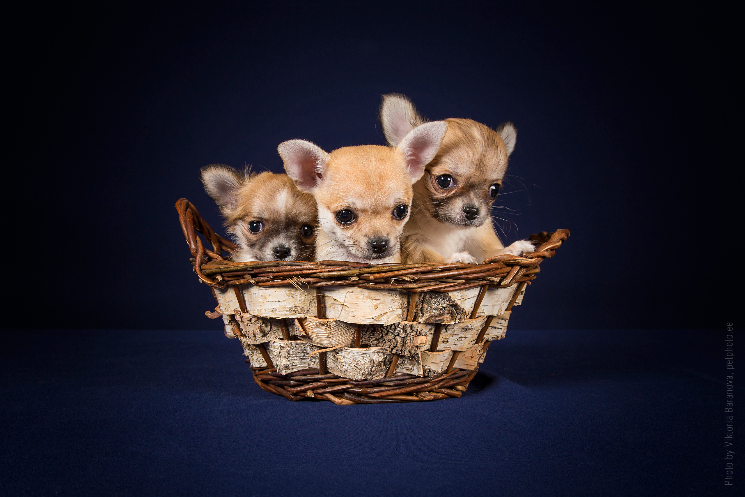 Chihuahua. Фотограф в Таллине Виктория Баранова |фотосессии и обучение / Photographer Viktoria Baranova