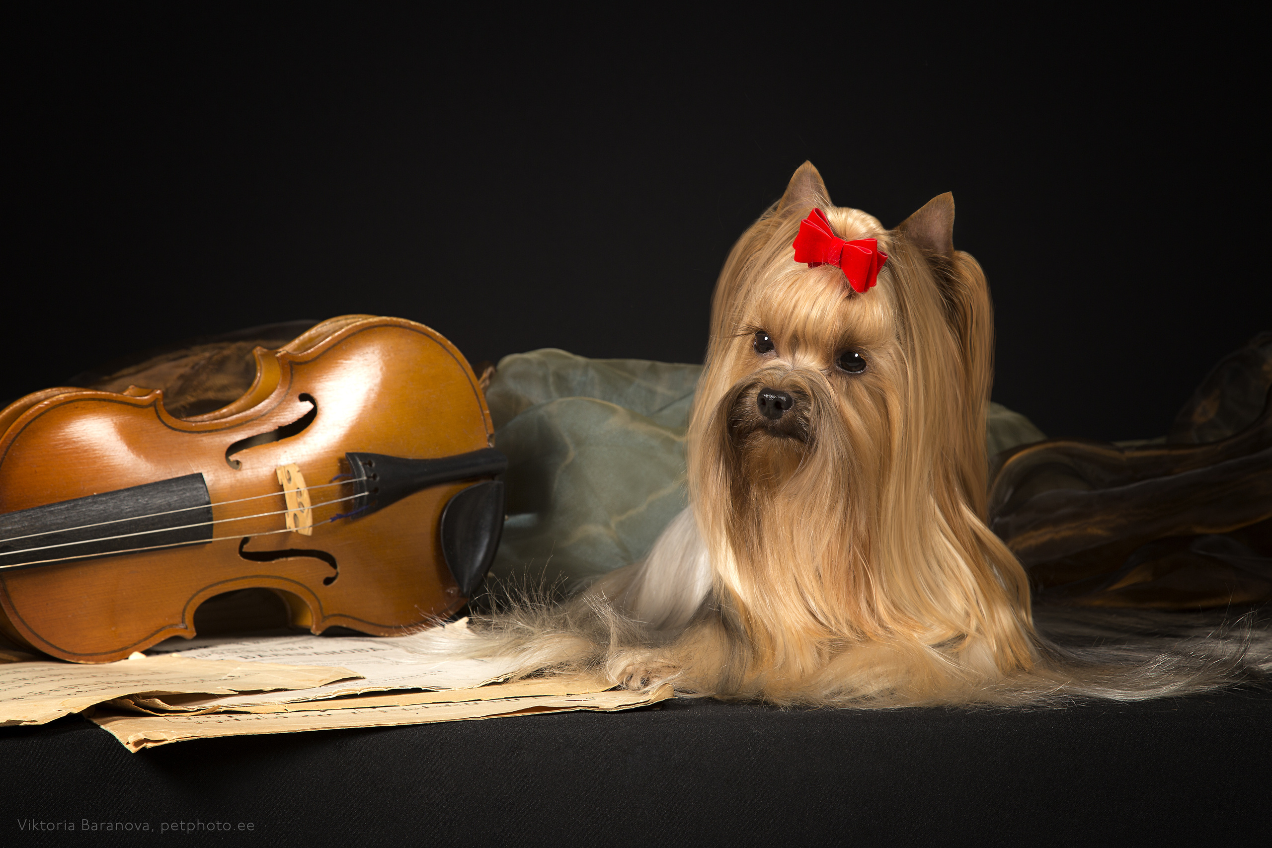 Yorkshire terrier (7 фото). Фотограф в Таллине Виктория Баранова |фотосессии и обучение / Photographer Viktoria Baranova