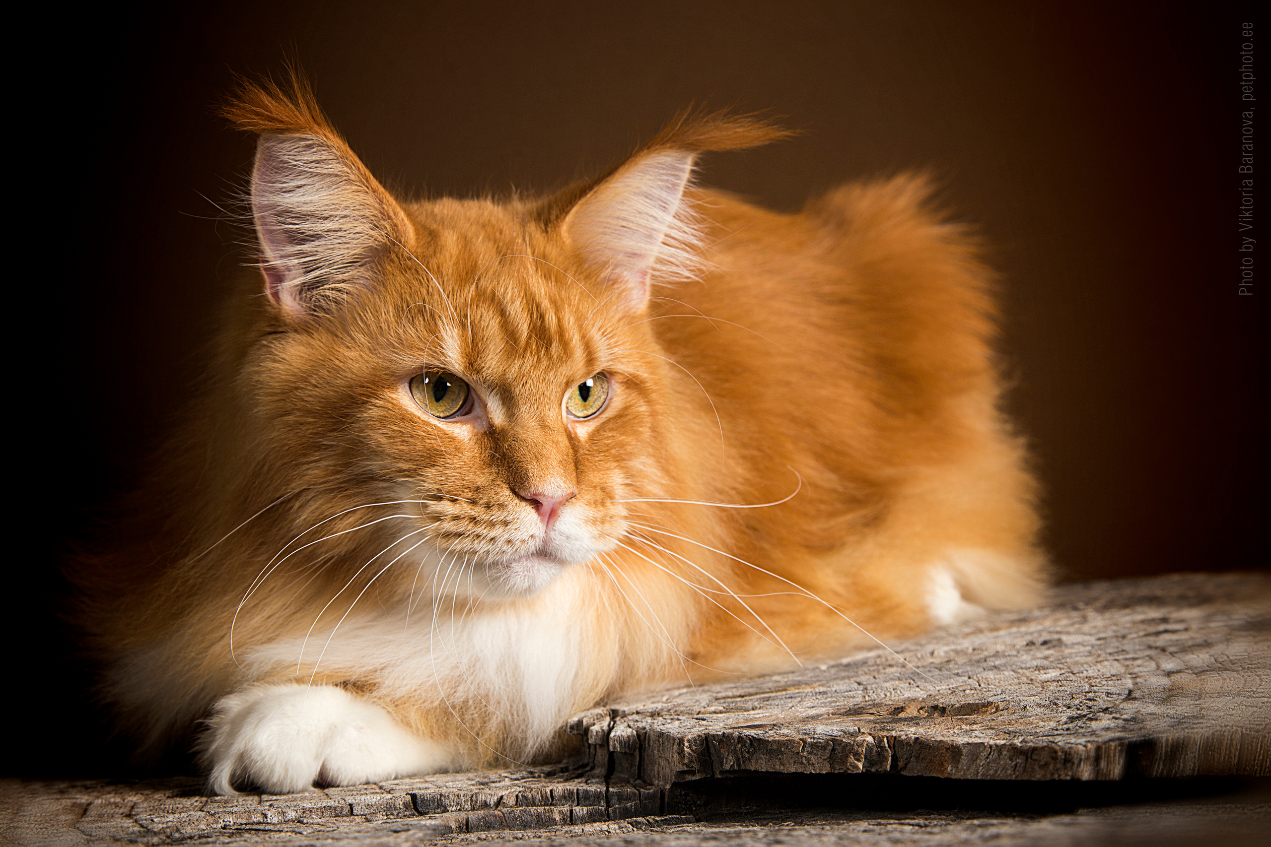 Hercules (10 фото). Фотограф в Таллине Виктория Баранова |фотосессии и обучение / Photographer Viktoria Baranova