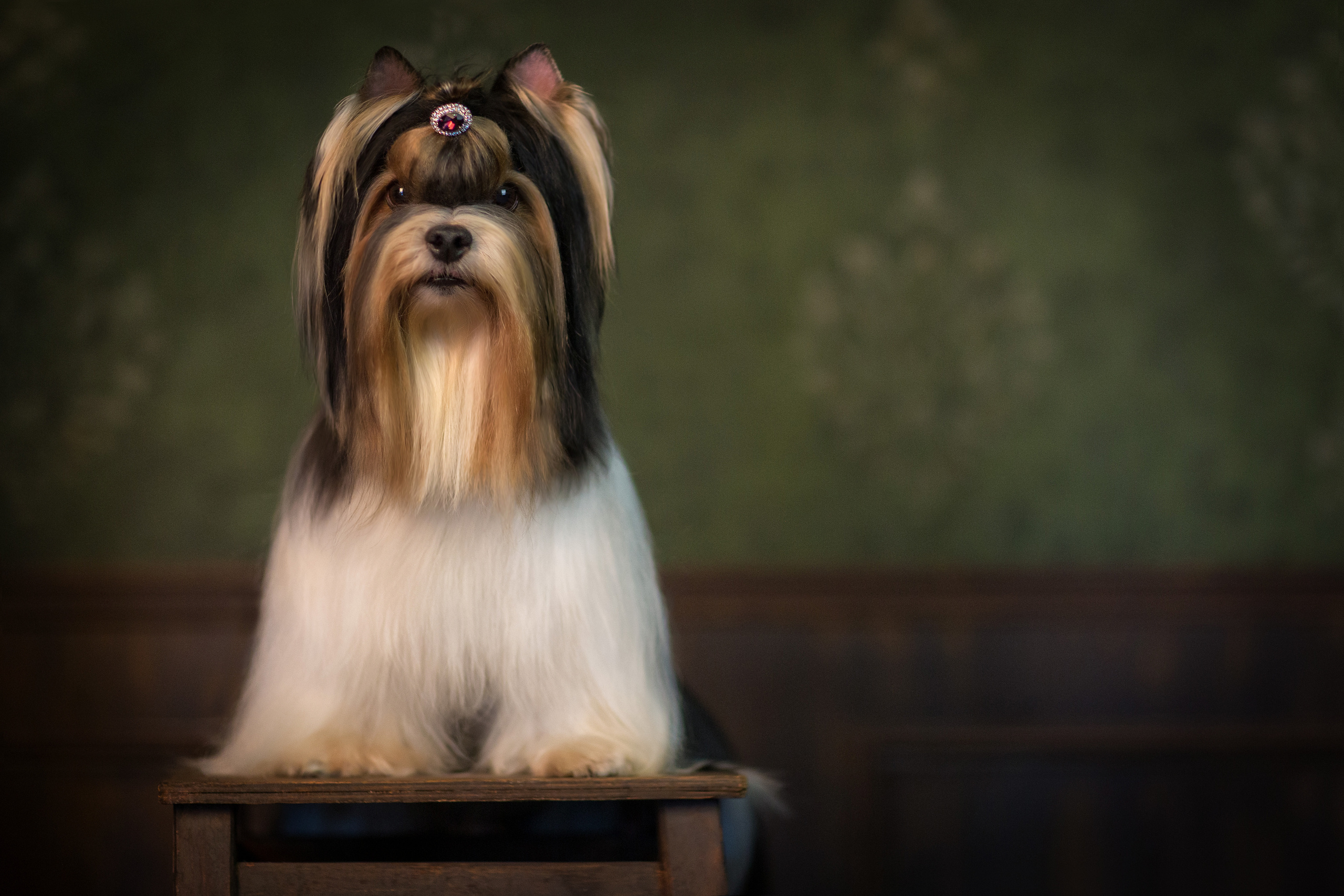 Biwer (5 фото). Фотограф в Таллине Виктория Баранова |фотосессии и обучение / Photographer Viktoria Baranova