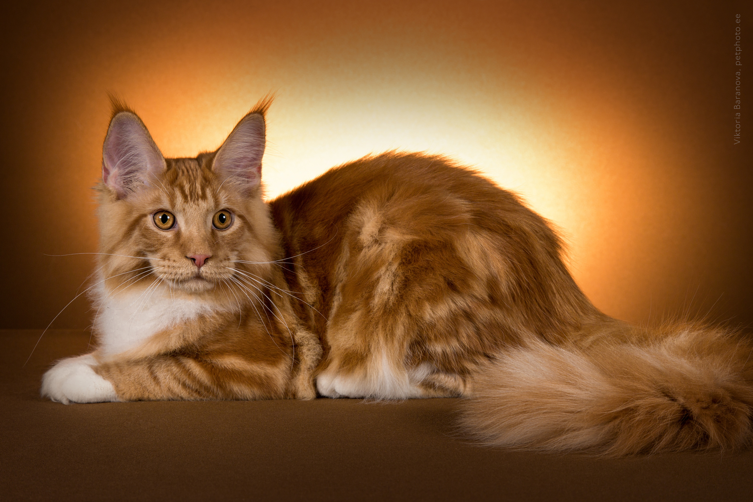 Maine Coon (8 фото). Фотограф в Таллине Виктория Баранова |фотосессии и обучение / Photographer Viktoria Baranova
