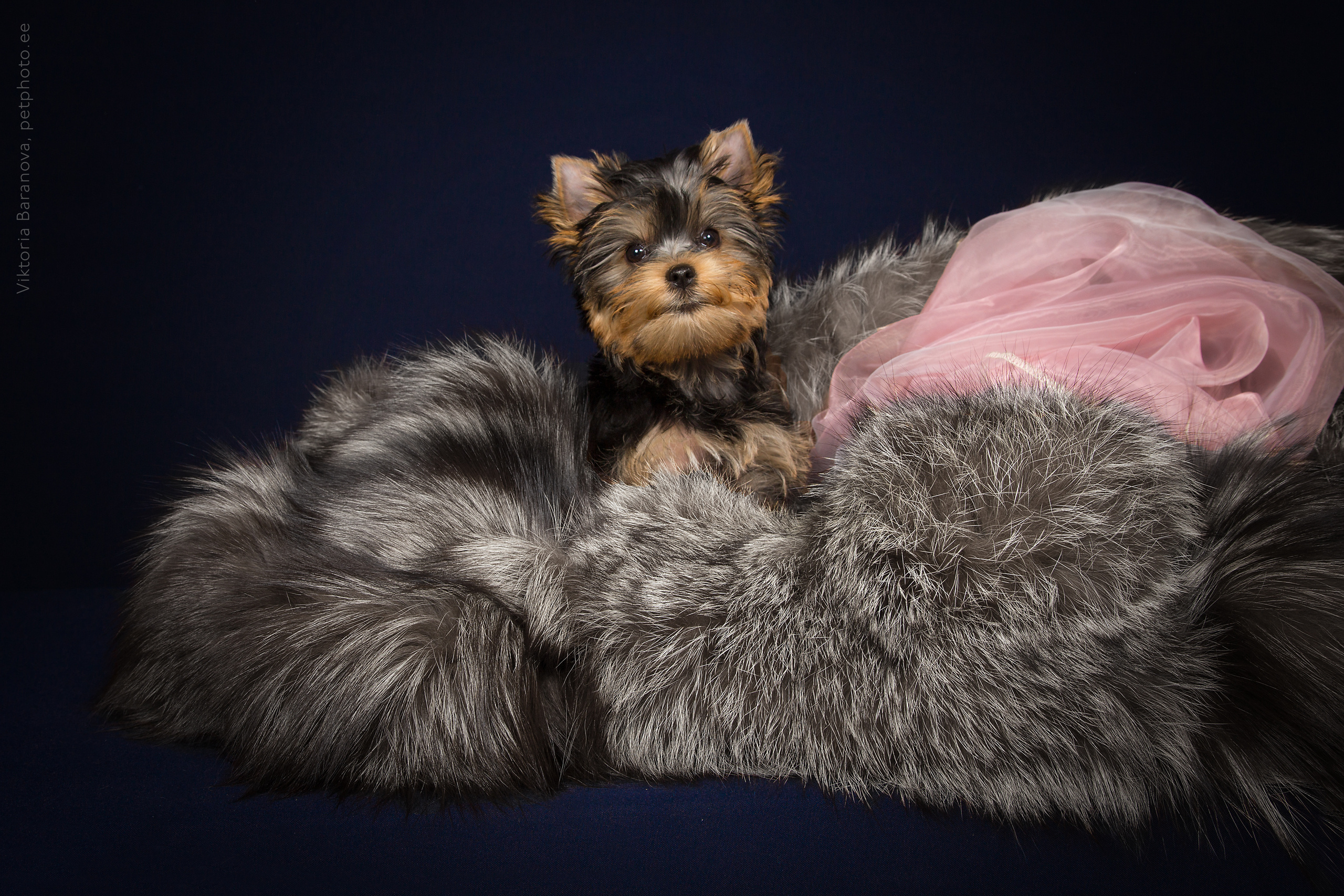 Puppies (10 фото). Фотограф в Таллине Виктория Баранова |фотосессии и обучение / Photographer Viktoria Baranova