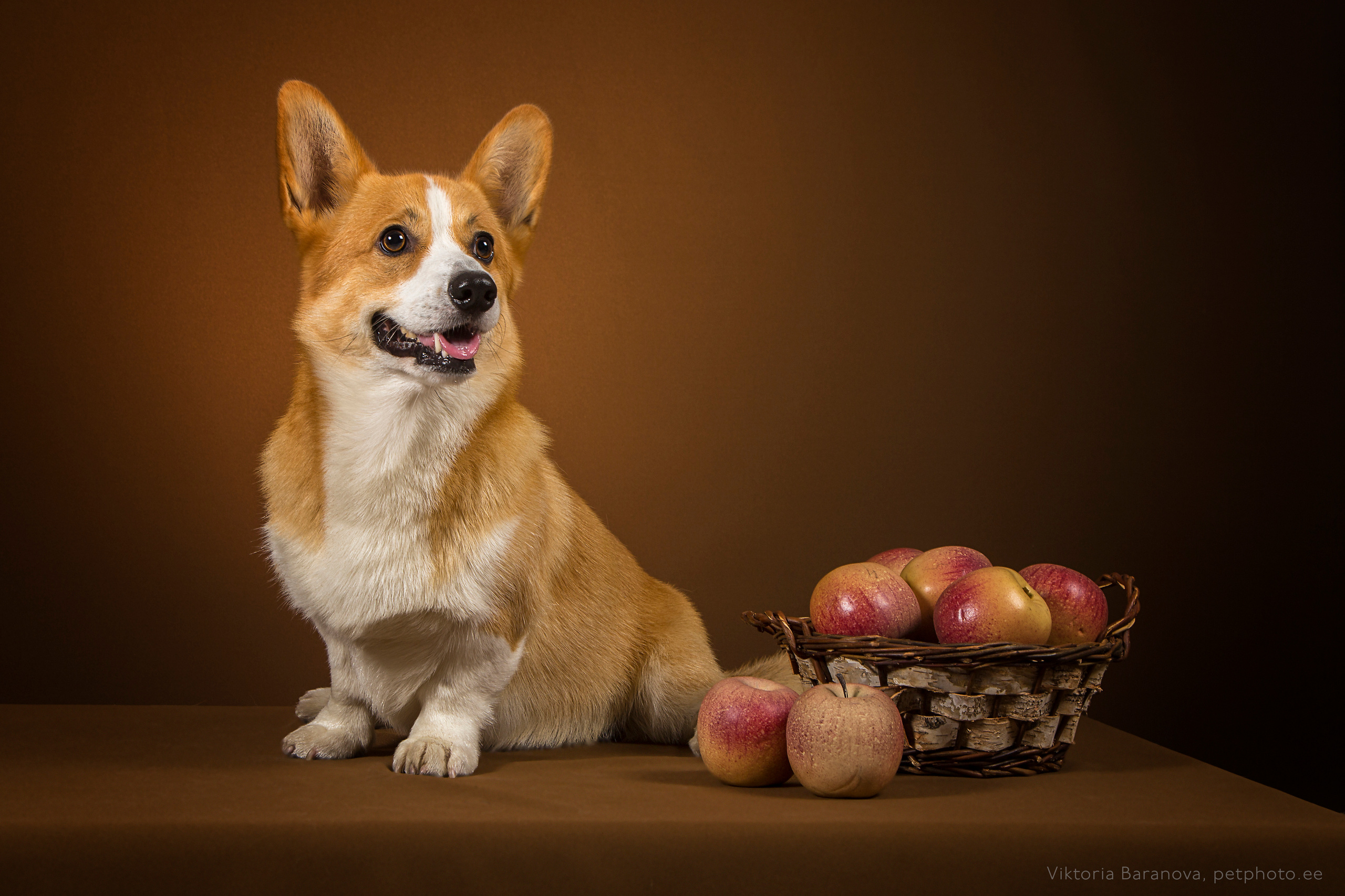 Marik (5 фото). Фотограф в Таллине Виктория Баранова |фотосессии и обучение / Photographer Viktoria Baranova