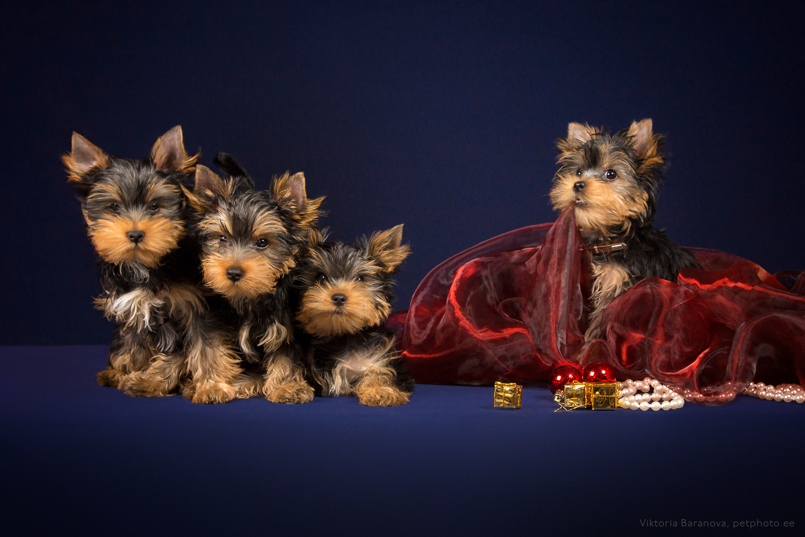 Puppies (10 фото). Фотограф в Таллине Виктория Баранова |фотосессии и обучение / Photographer Viktoria Baranova