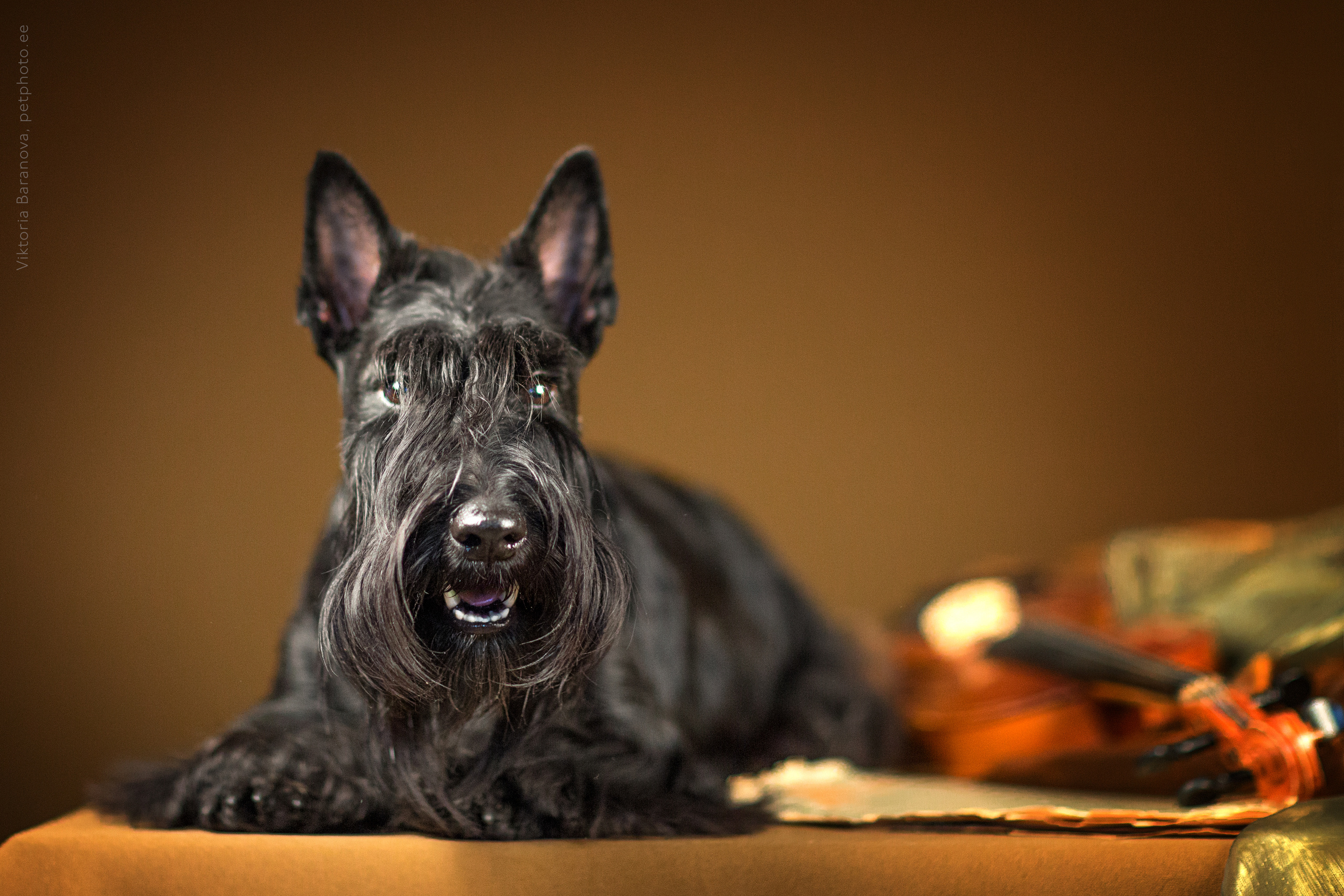 Masja (6 фото). Фотограф в Таллине Виктория Баранова |фотосессии и обучение / Photographer Viktoria Baranova