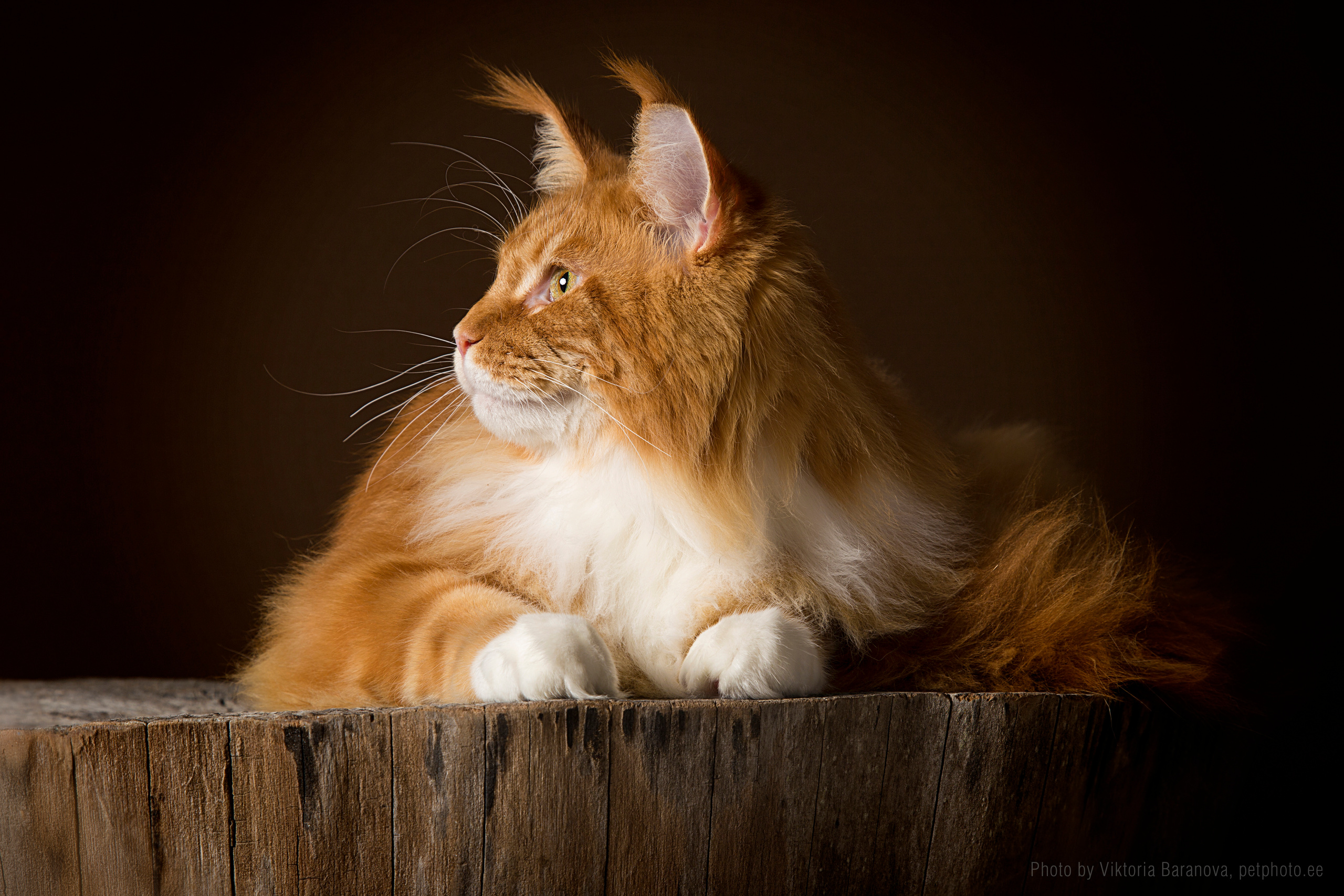 Hercules (10 фото). Фотограф в Таллине Виктория Баранова |фотосессии и обучение / Photographer Viktoria Baranova