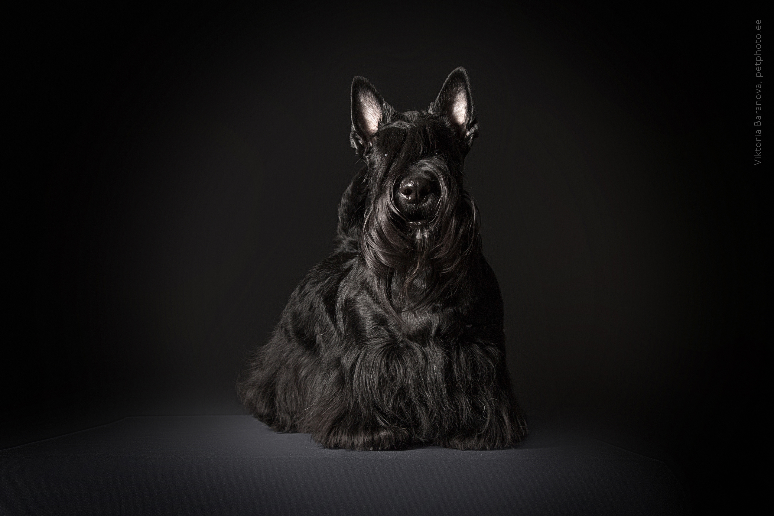 Masja (6 фото). Фотограф в Таллине Виктория Баранова |фотосессии и обучение / Photographer Viktoria Baranova