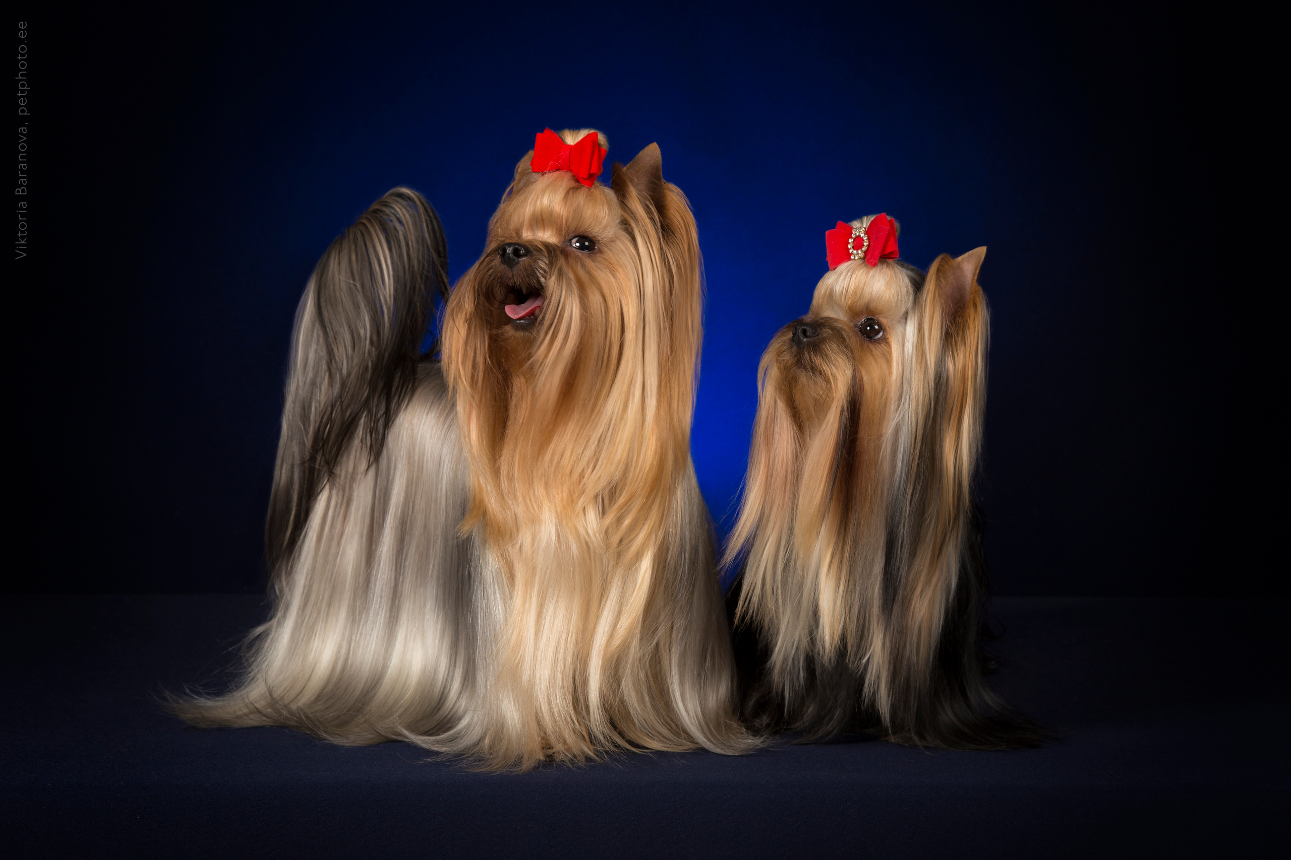 Yorkshire terrier (7 фото). Фотограф в Таллине Виктория Баранова |фотосессии и обучение / Photographer Viktoria Baranova