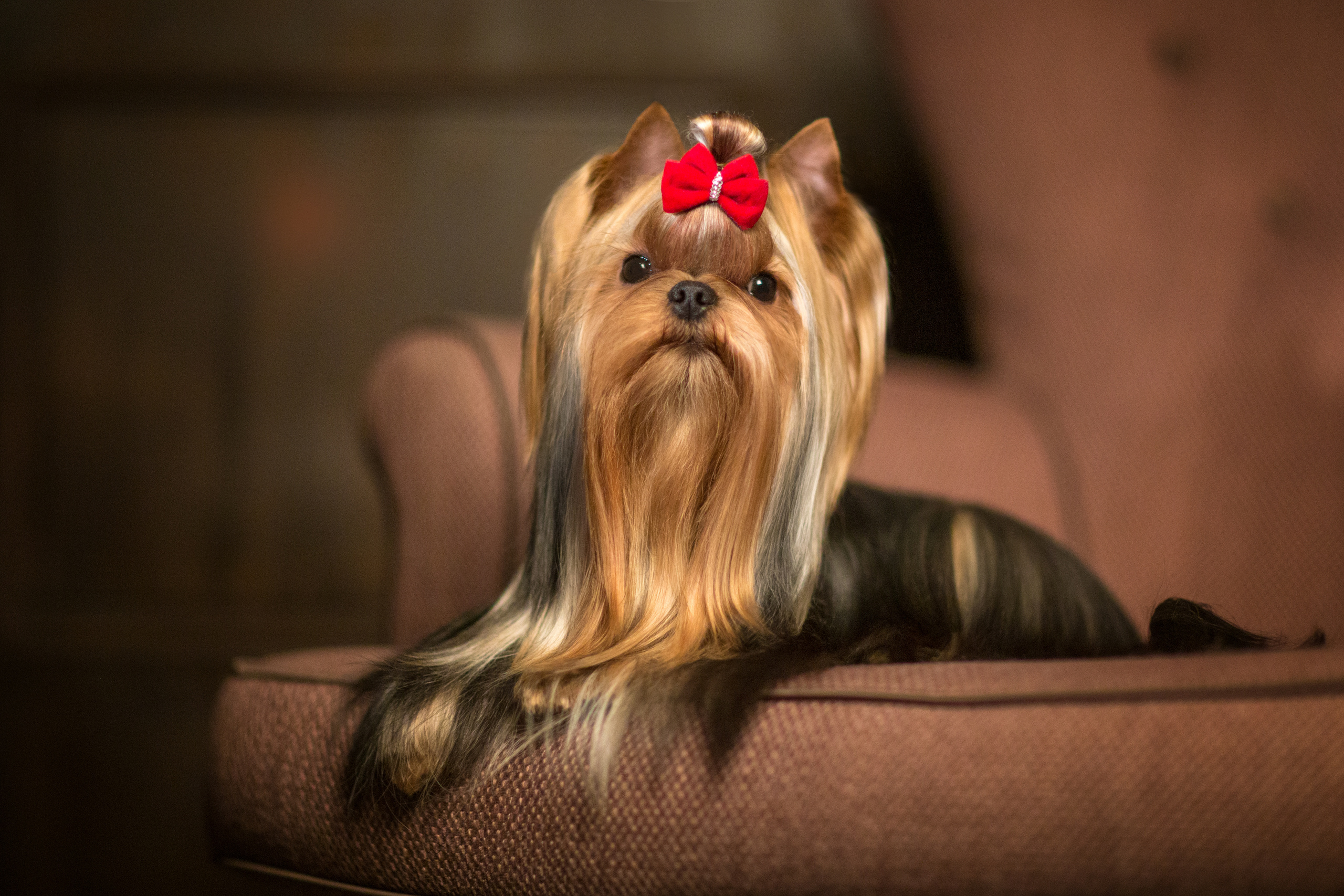 Irina Goifman (14 фото). Фотограф в Таллине Виктория Баранова |фотосессии и обучение / Photographer Viktoria Baranova