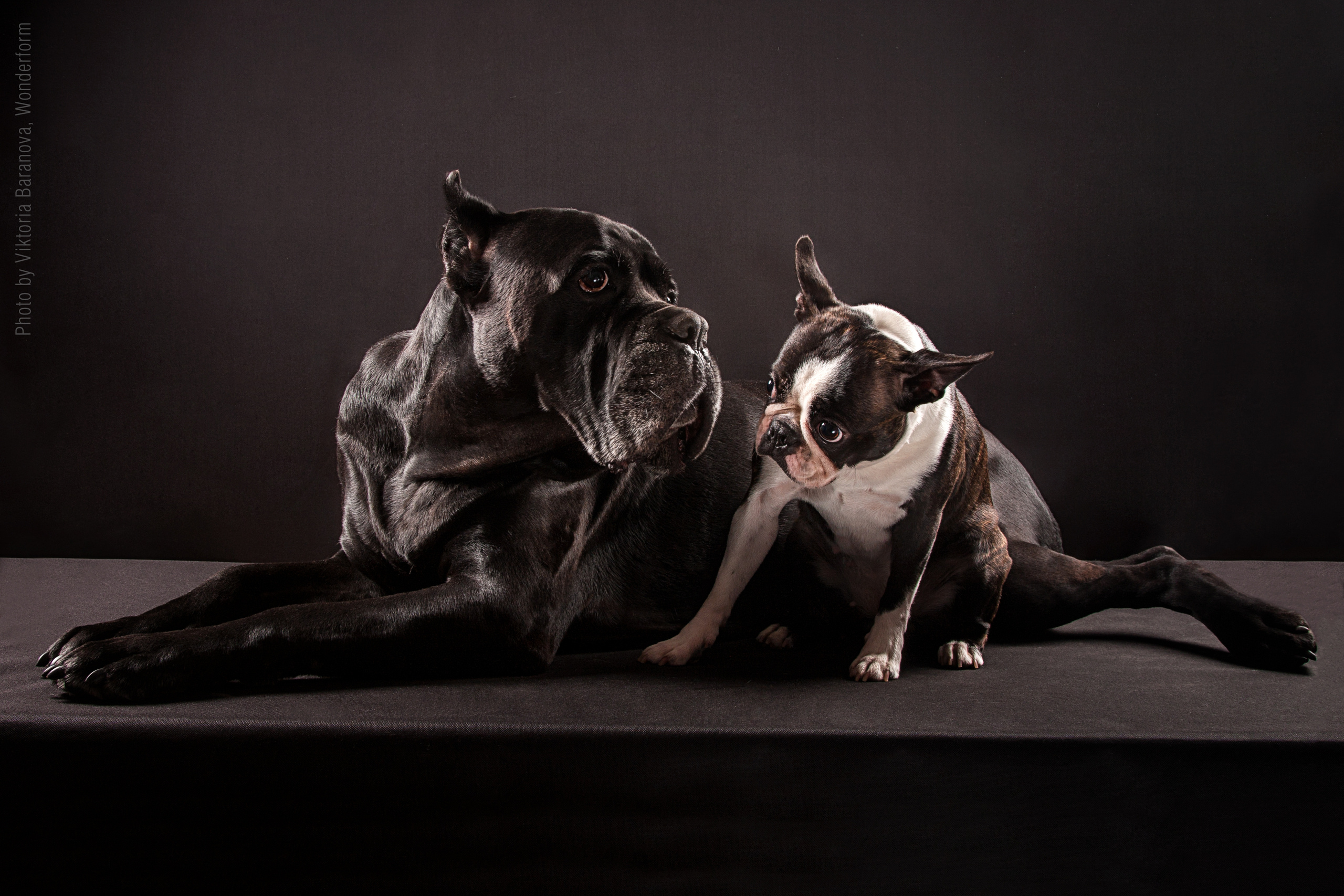 Old Cane corso. Фотограф в Таллине Виктория Баранова |фотосессии и обучение / Photographer Viktoria Baranova