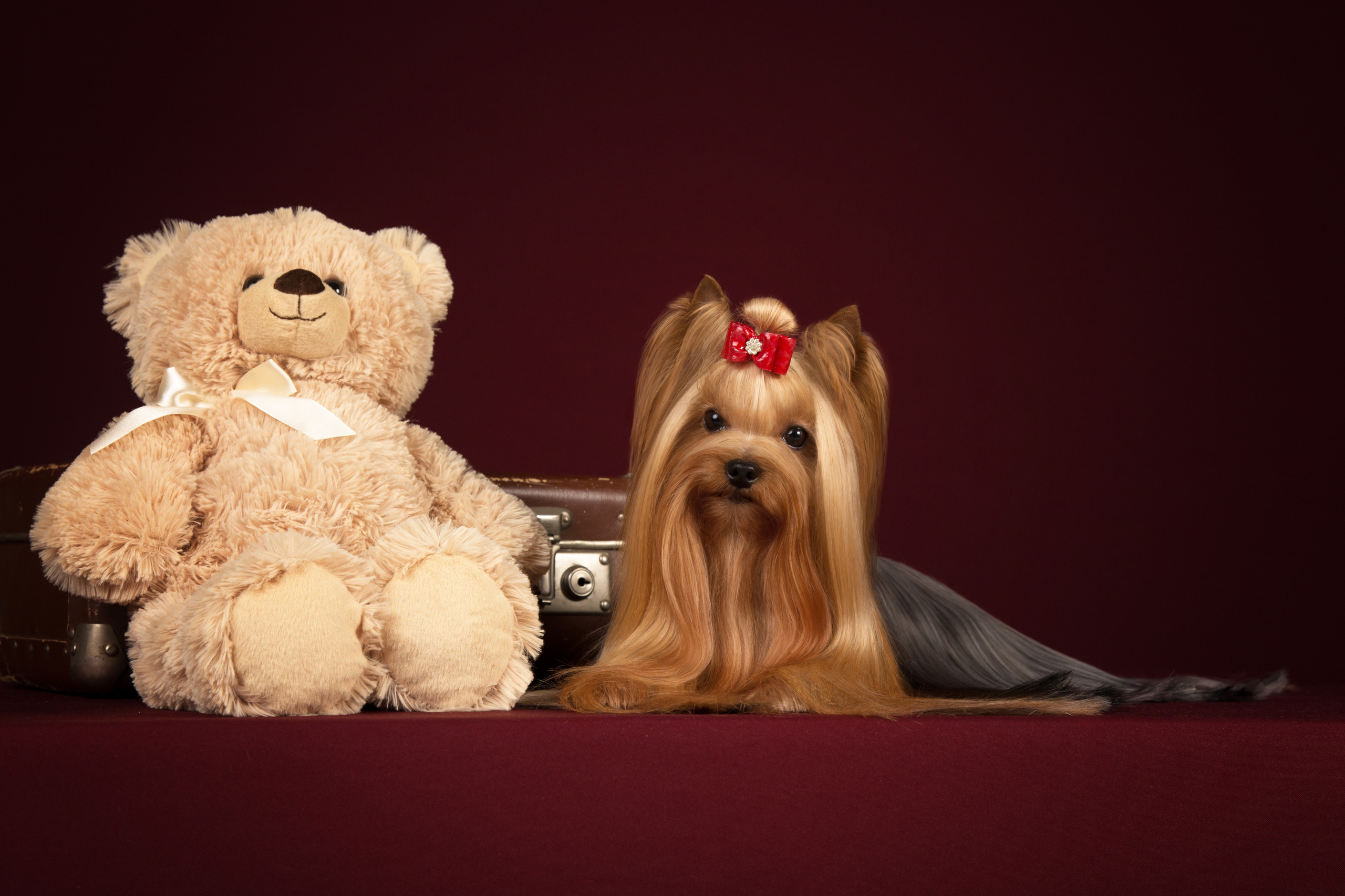 Kaya. Фотограф в Таллине Виктория Баранова |фотосессии и обучение / Photographer Viktoria Baranova