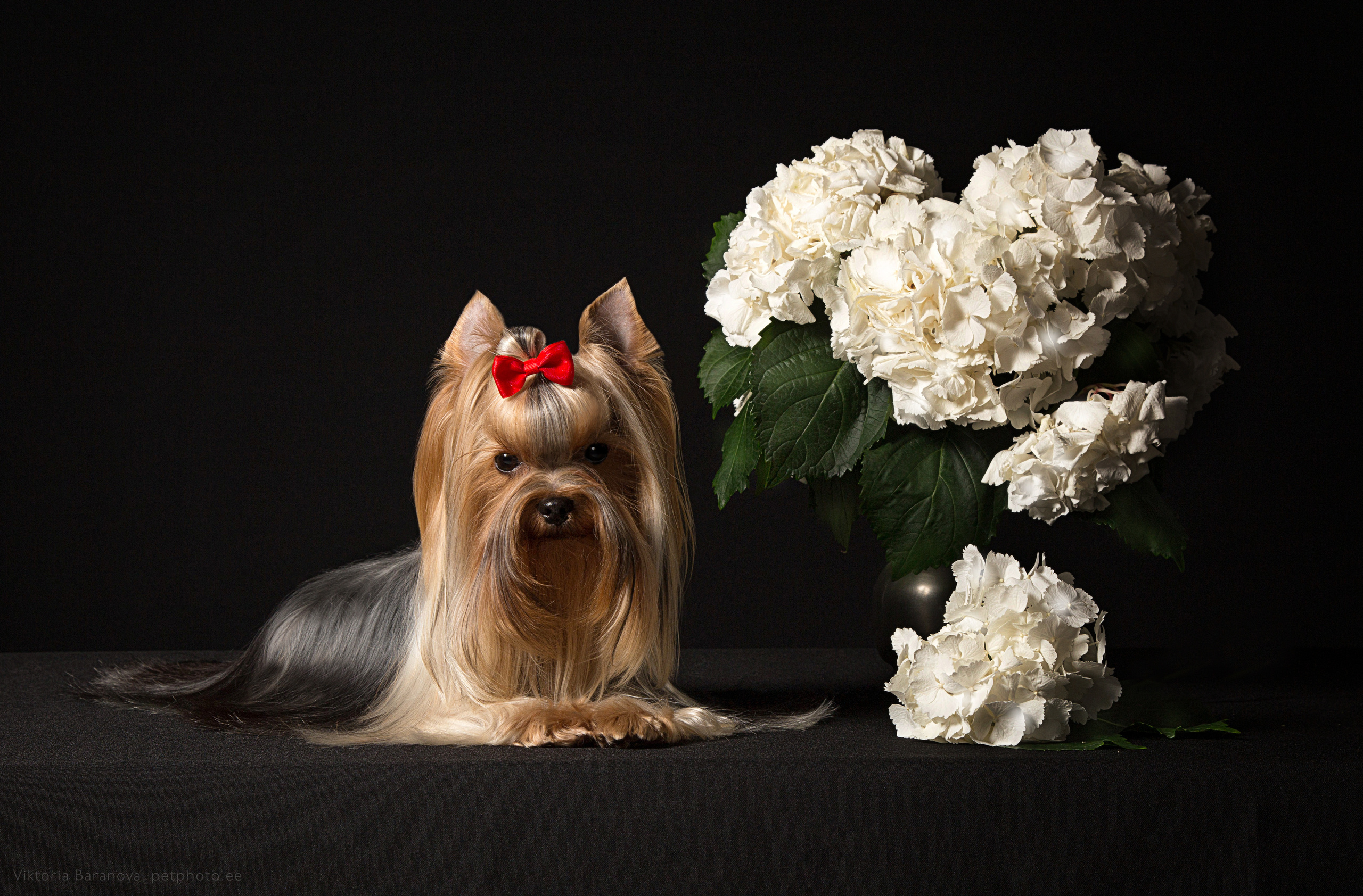 Lui (4 фото). Фотограф в Таллине Виктория Баранова |фотосессии и обучение / Photographer Viktoria Baranova