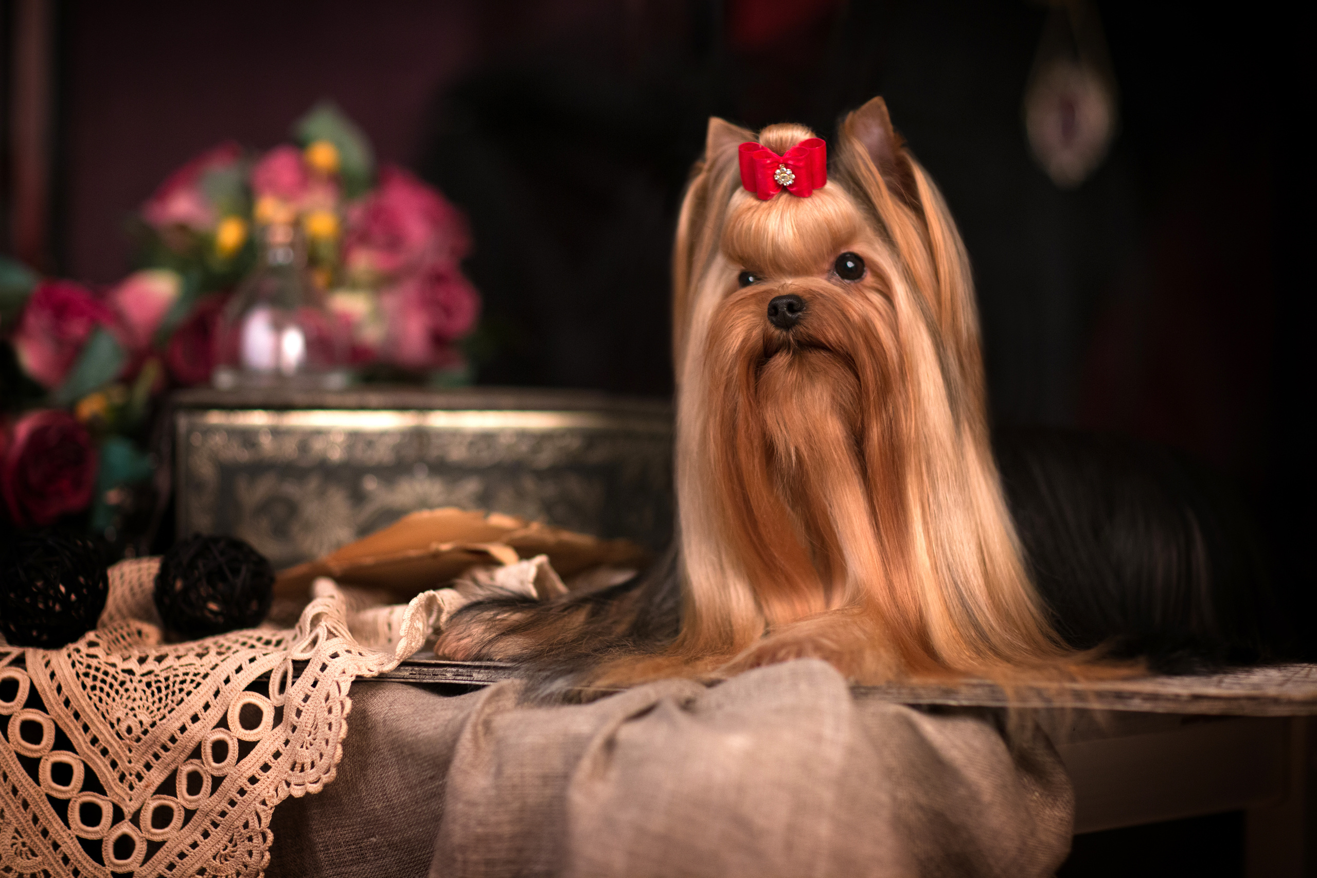 Kaya. Фотограф в Таллине Виктория Баранова |фотосессии и обучение / Photographer Viktoria Baranova