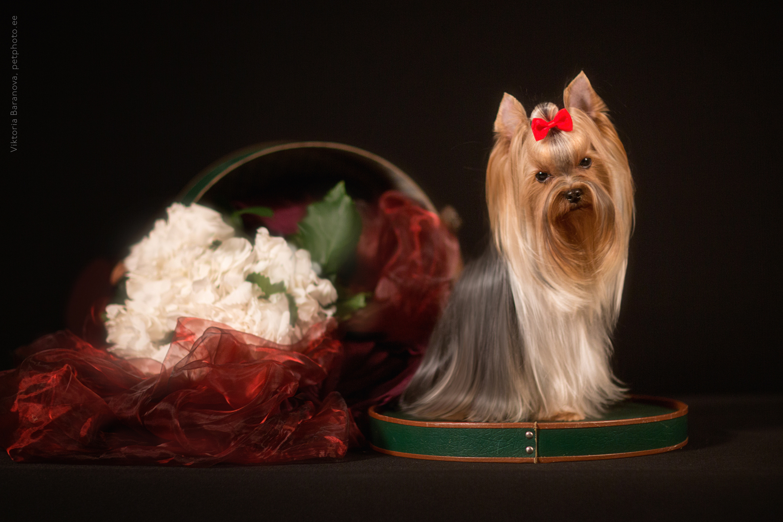 Lui (4 фото). Фотограф в Таллине Виктория Баранова |фотосессии и обучение / Photographer Viktoria Baranova