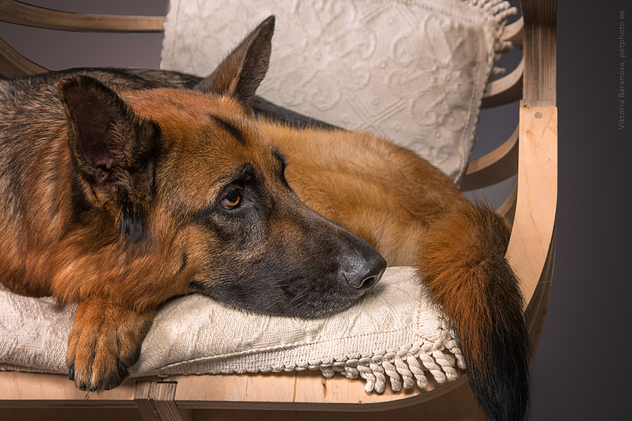 Rony (5 фото). Фотограф в Таллине Виктория Баранова |фотосессии и обучение / Photographer Viktoria Baranova