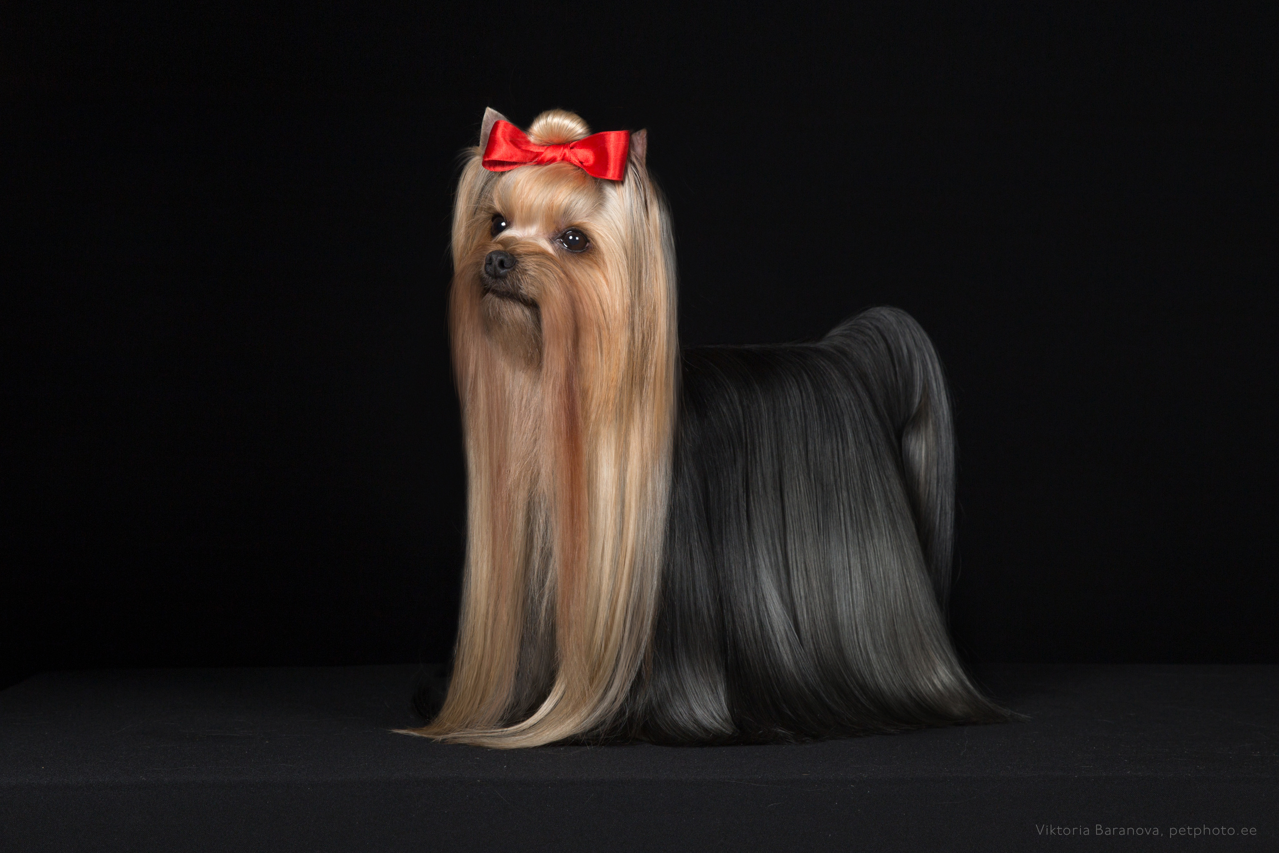 SvetaK. Фотограф в Таллине Виктория Баранова |фотосессии и обучение / Photographer Viktoria Baranova