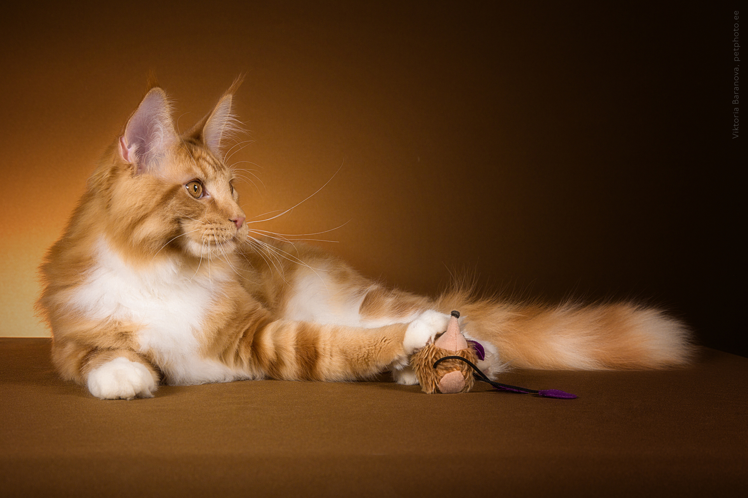 Maine Coon (8 фото). Фотограф в Таллине Виктория Баранова |фотосессии и обучение / Photographer Viktoria Baranova