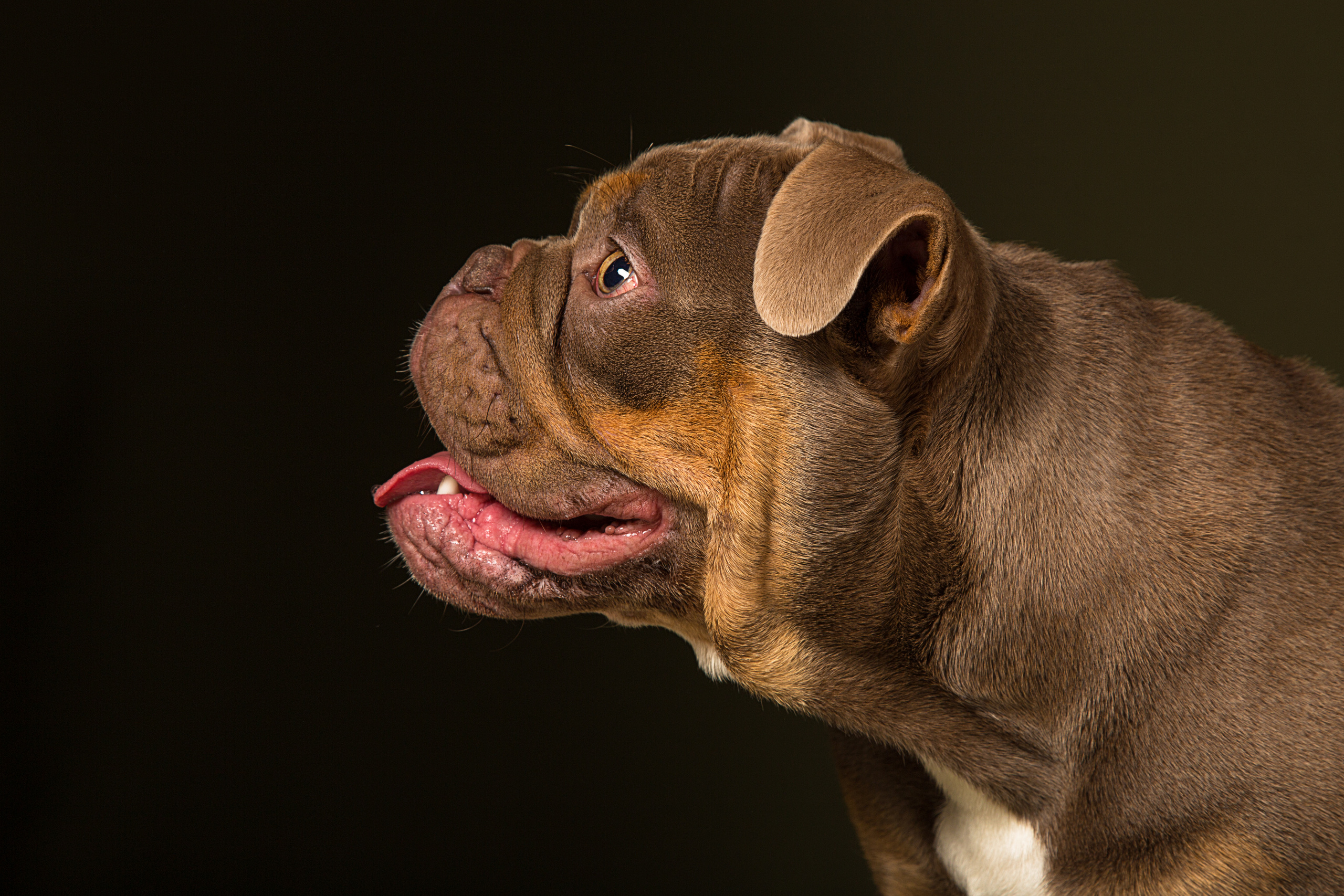 Chopper (4 фото). Фотограф в Таллине Виктория Баранова |фотосессии и обучение / Photographer Viktoria Baranova