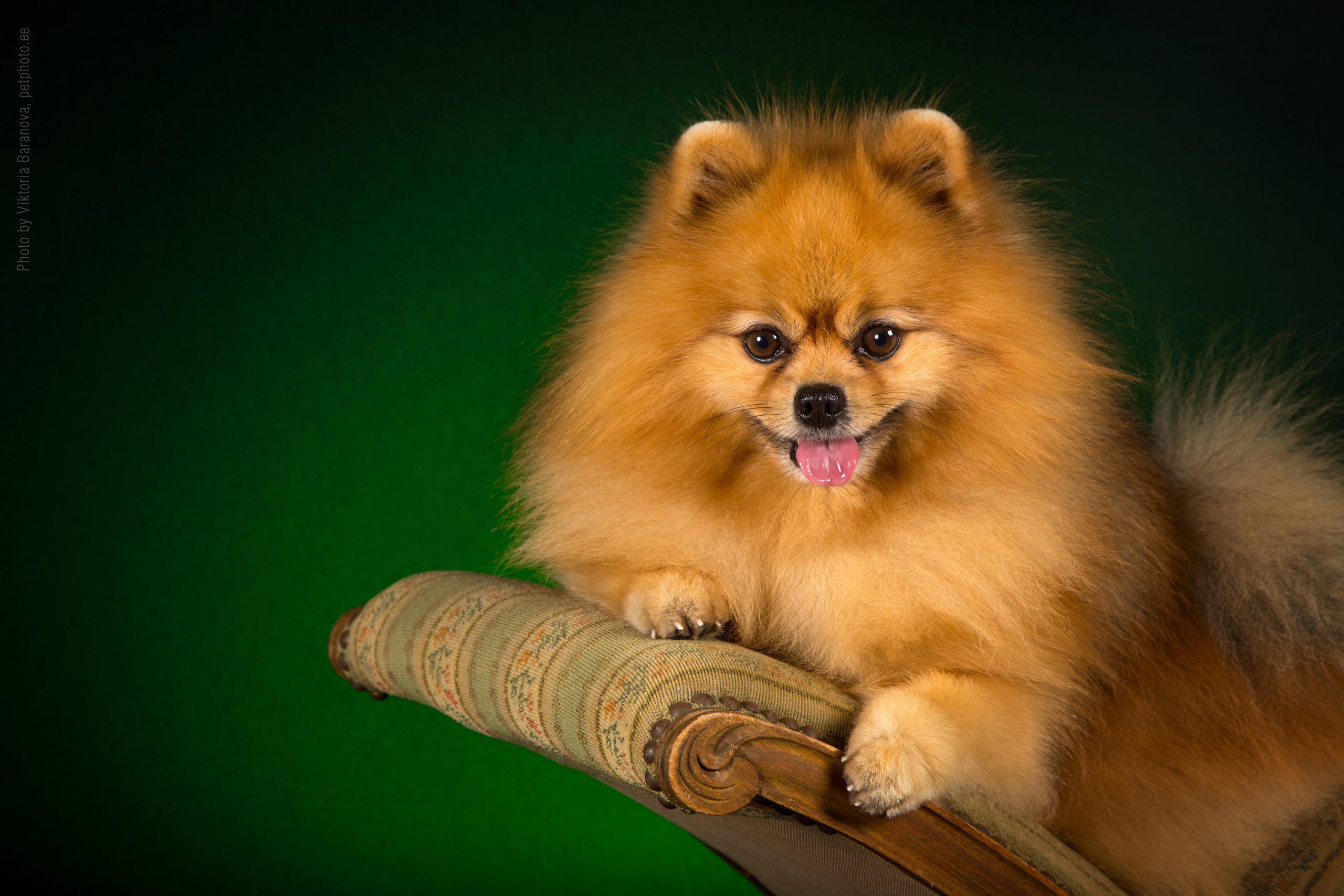 Jonni. Фотограф в Таллине Виктория Баранова |фотосессии и обучение / Photographer Viktoria Baranova